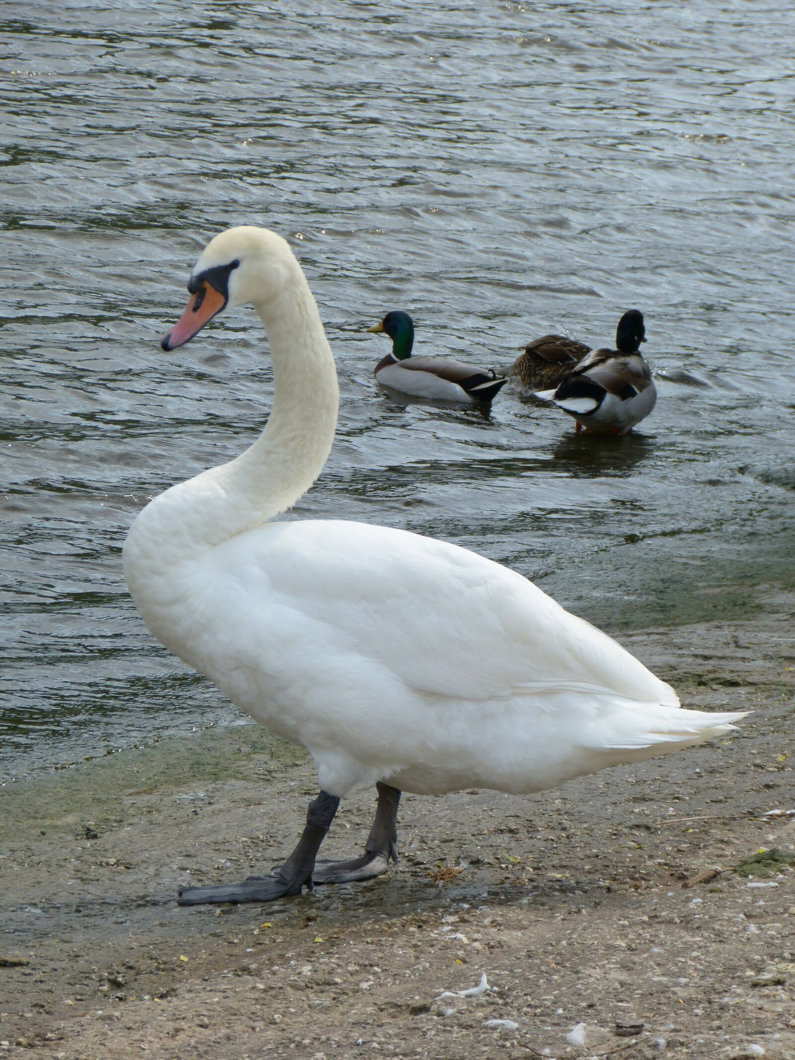 Panasonic Lumix DMC-FZ150 sample photo. Swan, white swan, water photography
