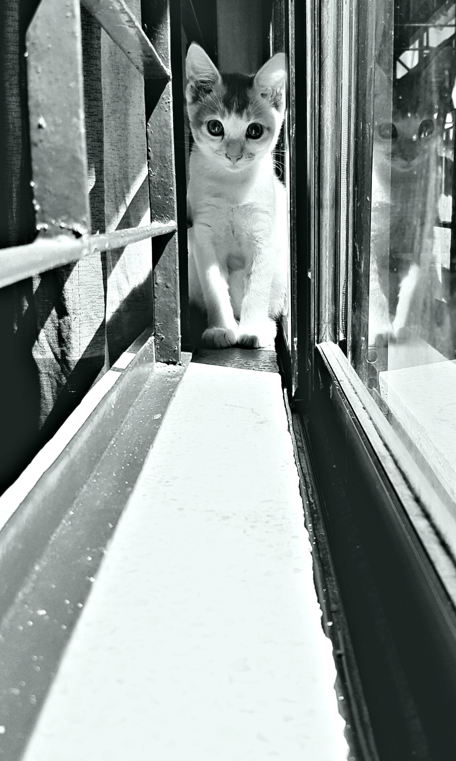 Samsung Galaxy S7 Edge sample photo. Animal, cat, feline, innocence photography