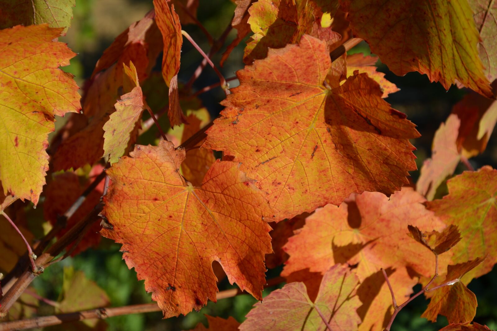 Nikon D3100 sample photo. Vine, fall, leaves photography