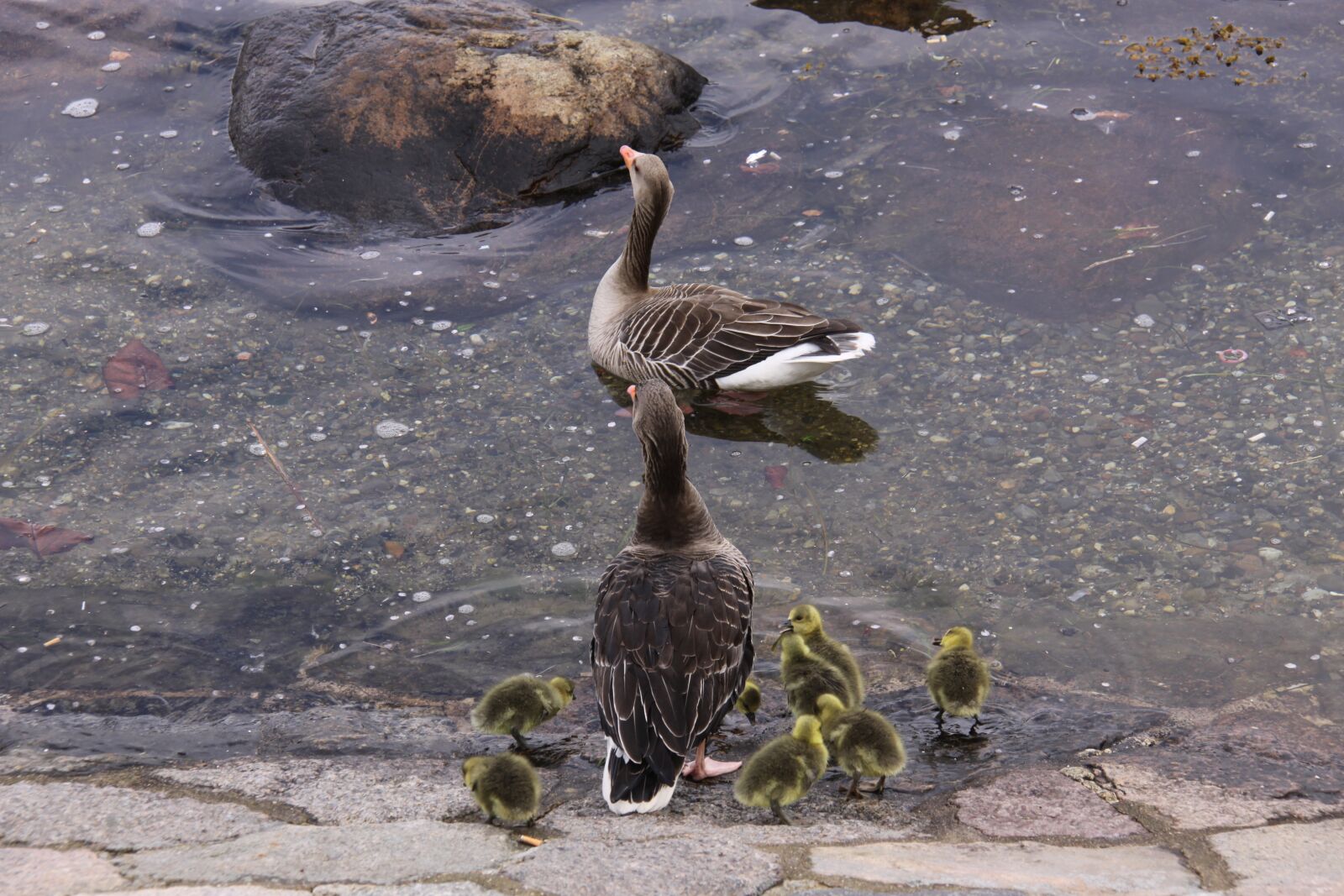 Canon EOS 50D sample photo. Geese, gosling's, family photography