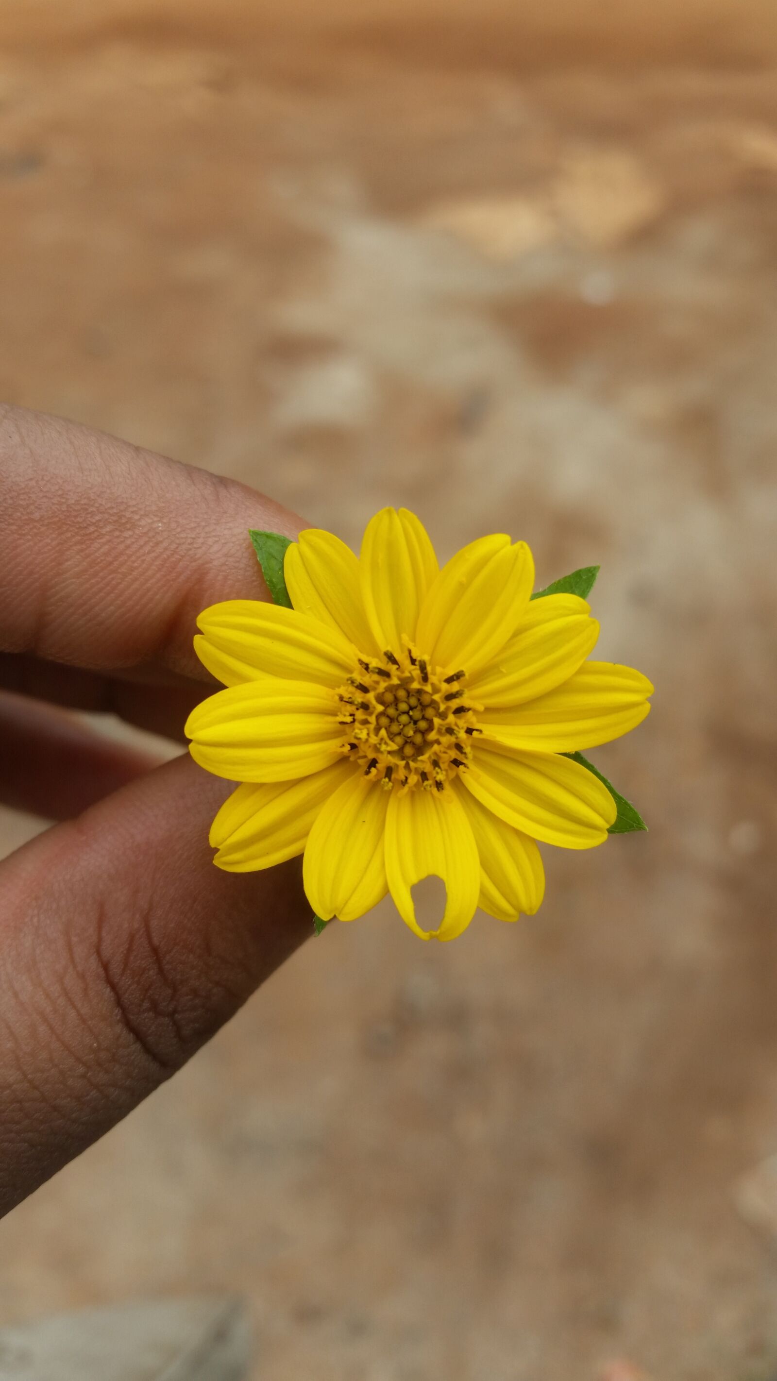 Samsung Galaxy S5 sample photo. Nature, flower, pretty photography