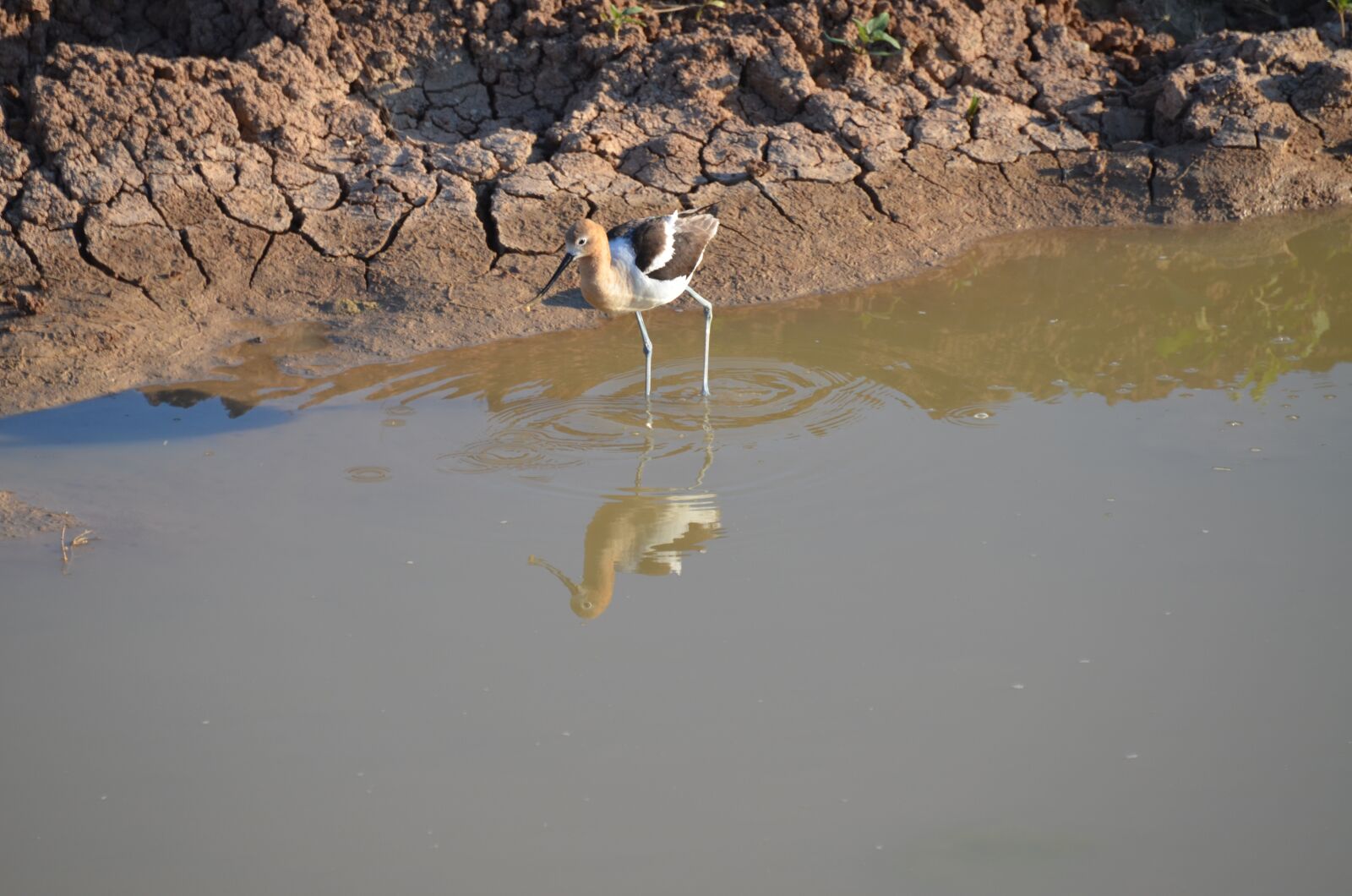 Nikon D7000 sample photo. Bird, water, nature photography