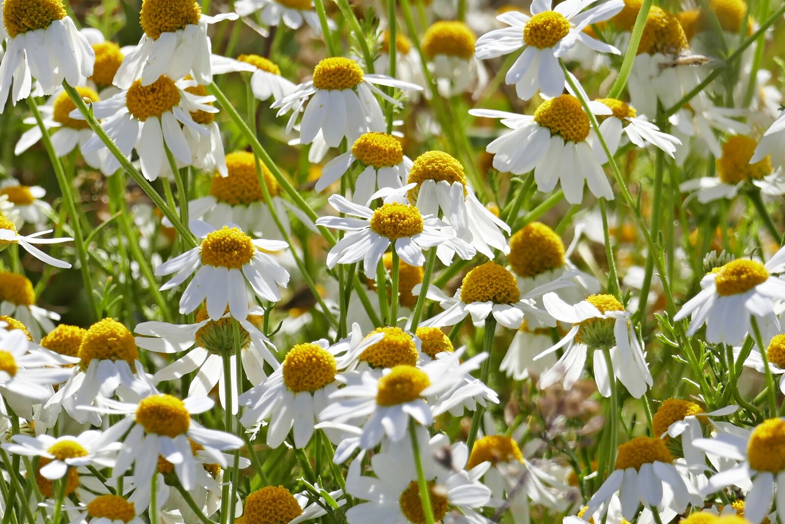 Panasonic Lumix DMC-FZ1000 sample photo. Chamomile, flowers, naturopathy photography