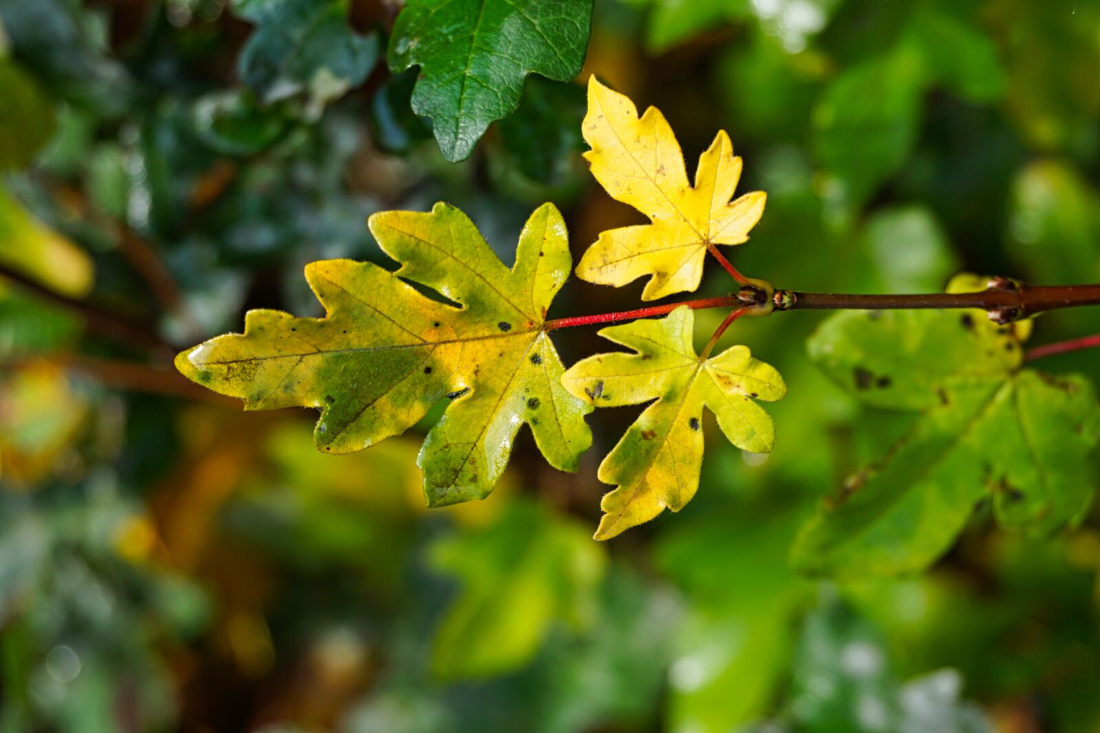 Sony a5100 sample photo. Autumn, fall foliage, leaves photography