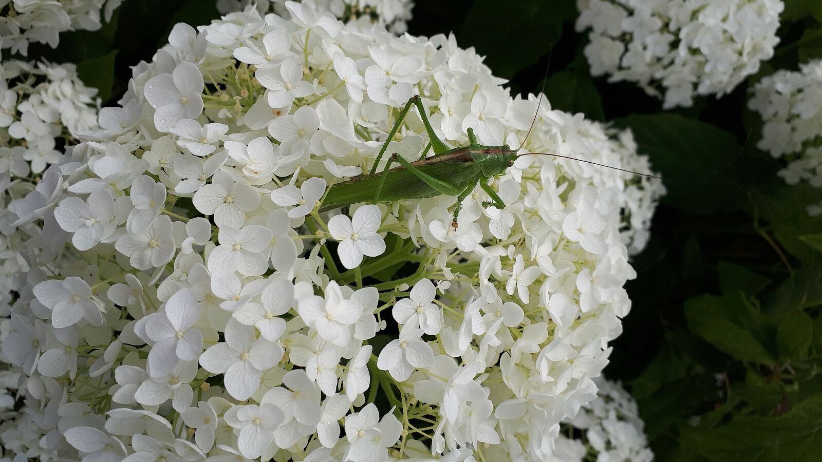 Samsung Galaxy A5(2017) sample photo. Grasshopper, garden, hydrangea photography