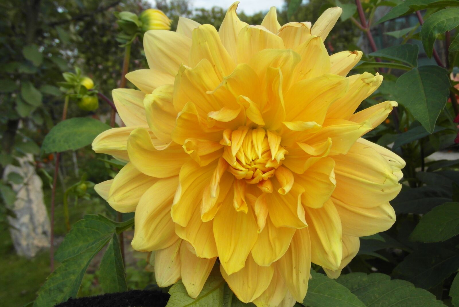 Samsung WB750 sample photo. Dalia, yellow, garden photography