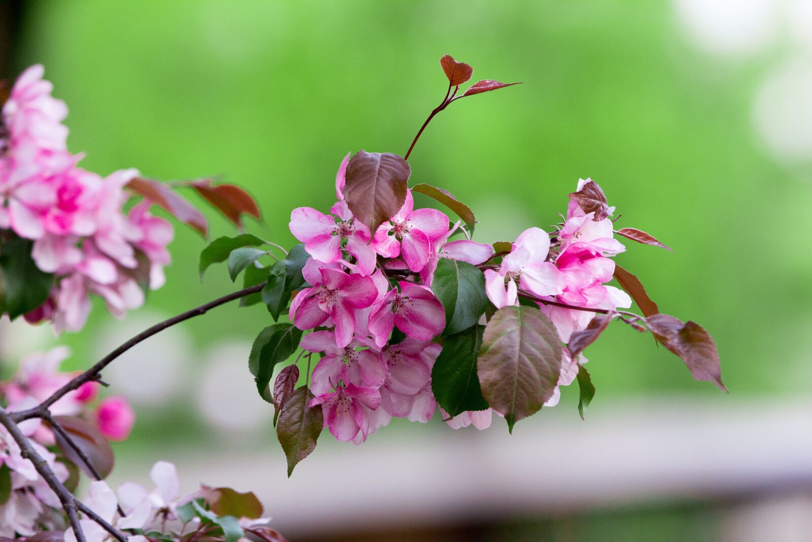 Canon EOS 60D sample photo. Apple tree, branch, flowers photography