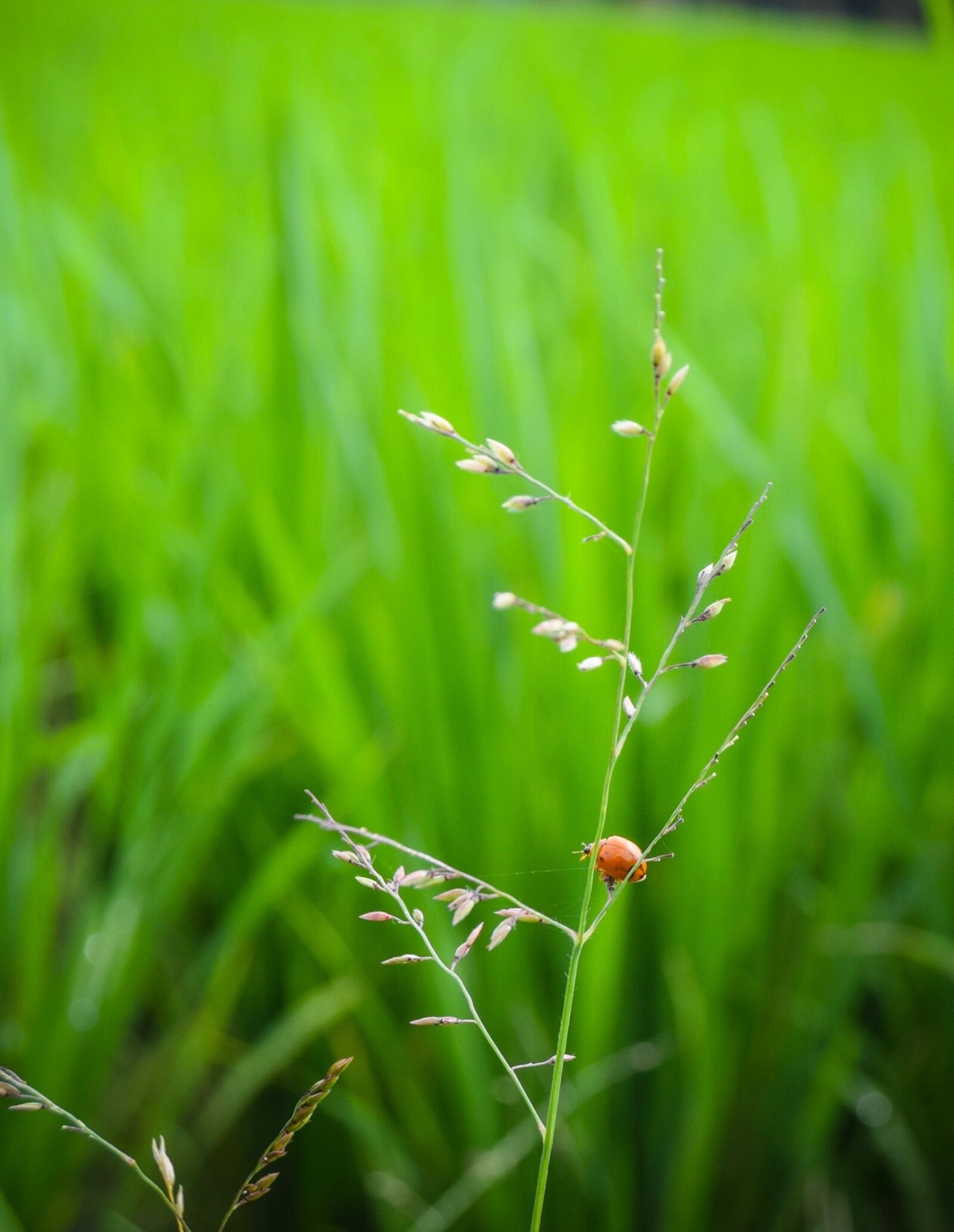 Nikon D3300 sample photo. Grass, leaf, growth photography