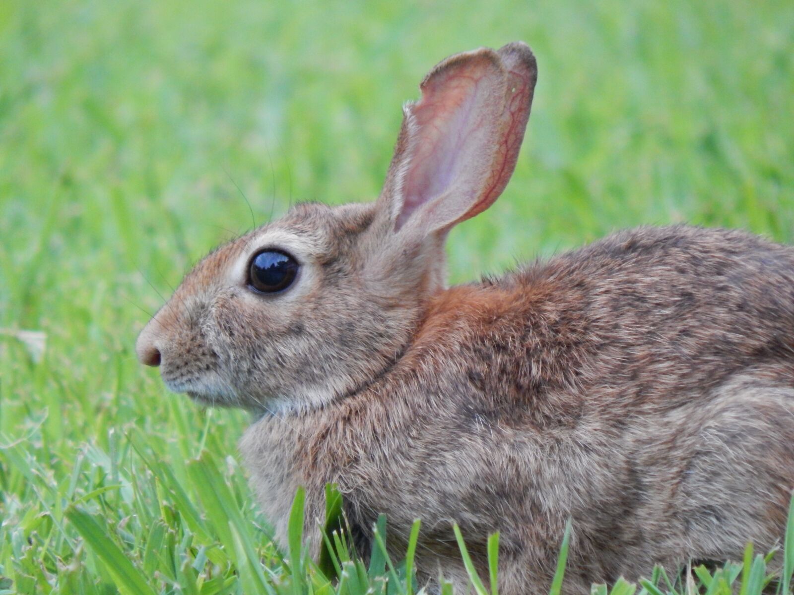 Nikon Coolpix L830 sample photo. Rabbit, nature, bunny photography