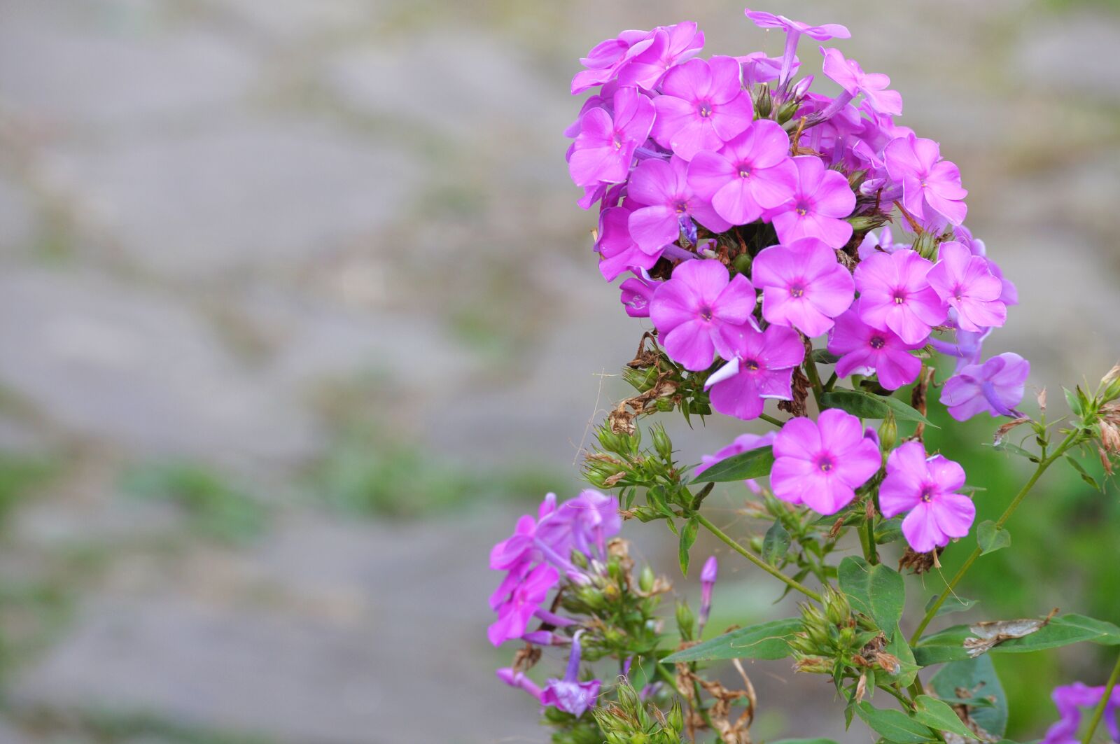 Nikon D5000 sample photo. Flowers, background, summer photography