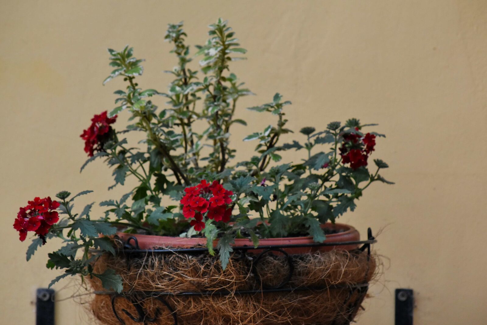 Nikon D5500 sample photo. Decoration, flowerpot, outdoor, flower photography