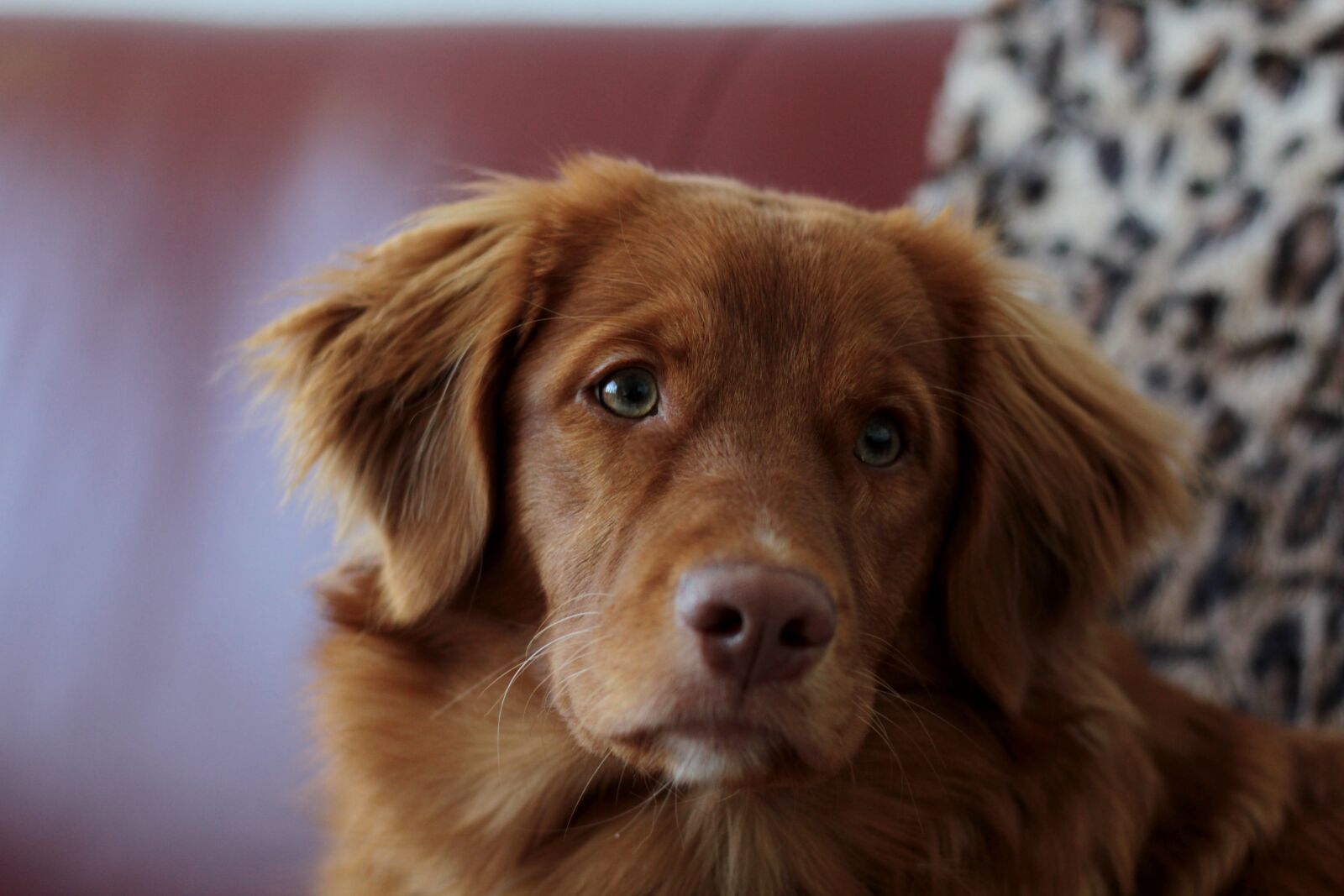 Canon EOS 600D (Rebel EOS T3i / EOS Kiss X5) sample photo. Toller, puppy, nova scotia photography