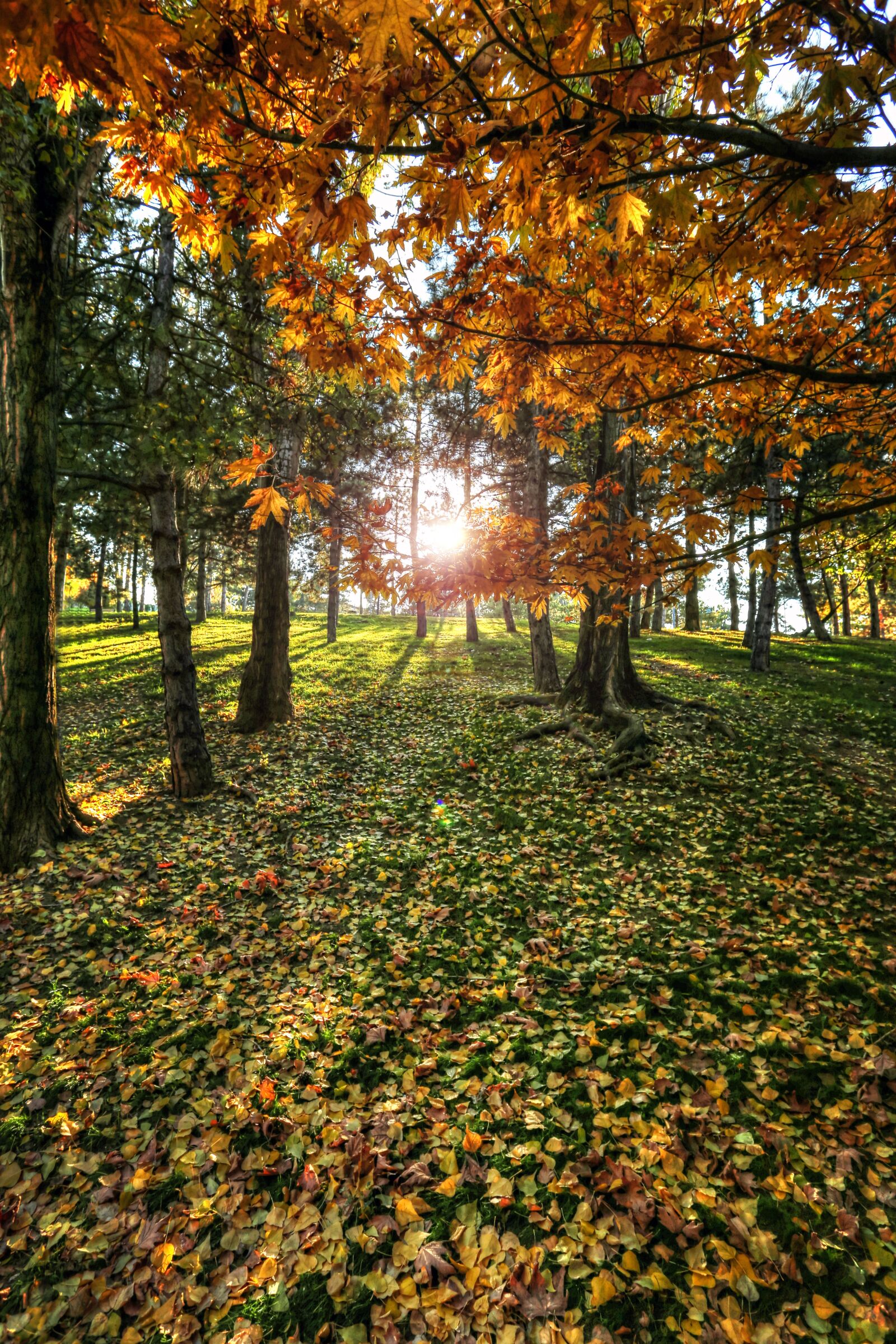 Canon EOS 6D + Canon EF 17-40mm F4L USM sample photo. Solar, forest, tree photography