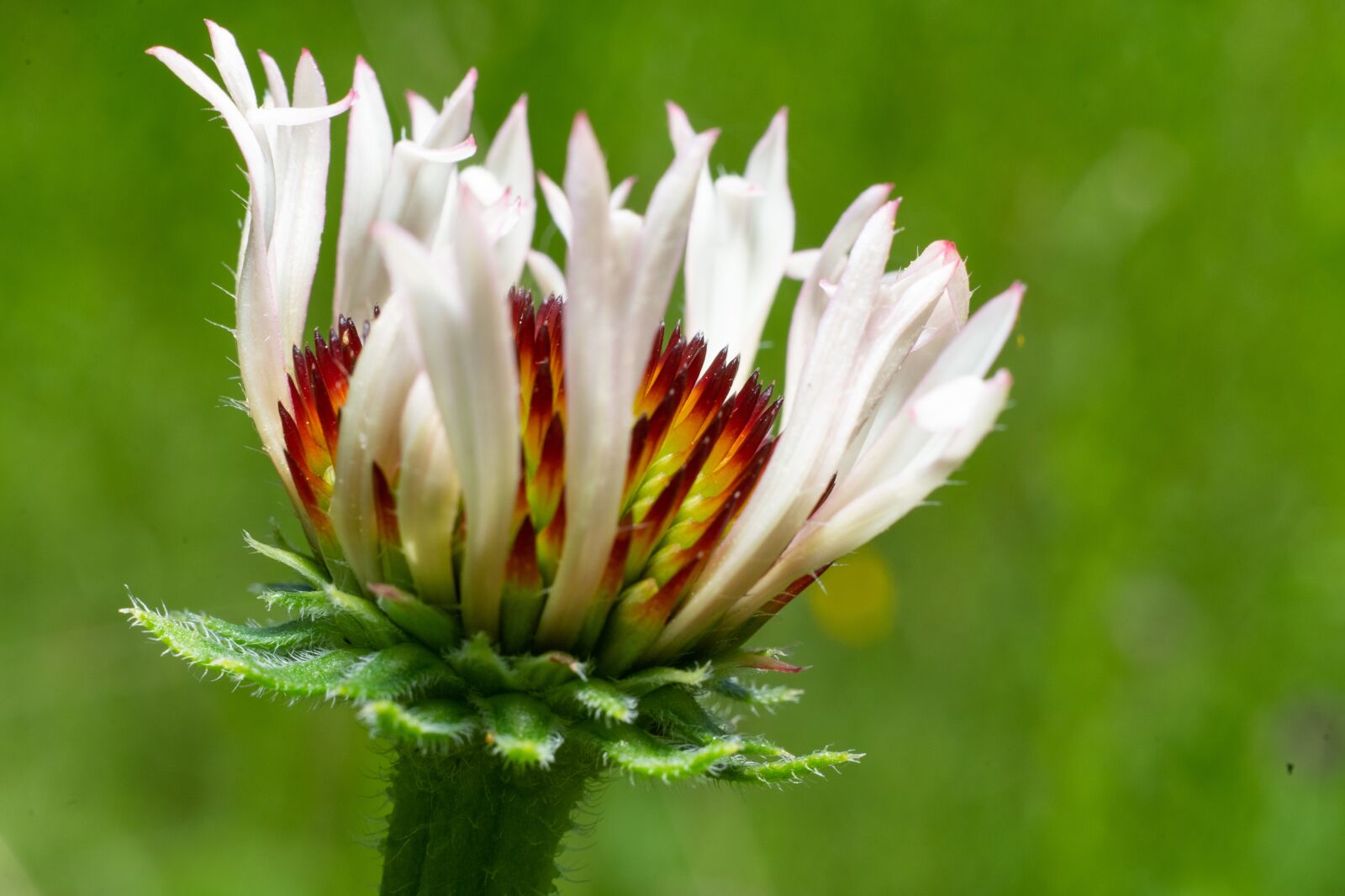 Sony a7 II + Sony FE 50mm F1.8 sample photo. Green, flower, nature photography