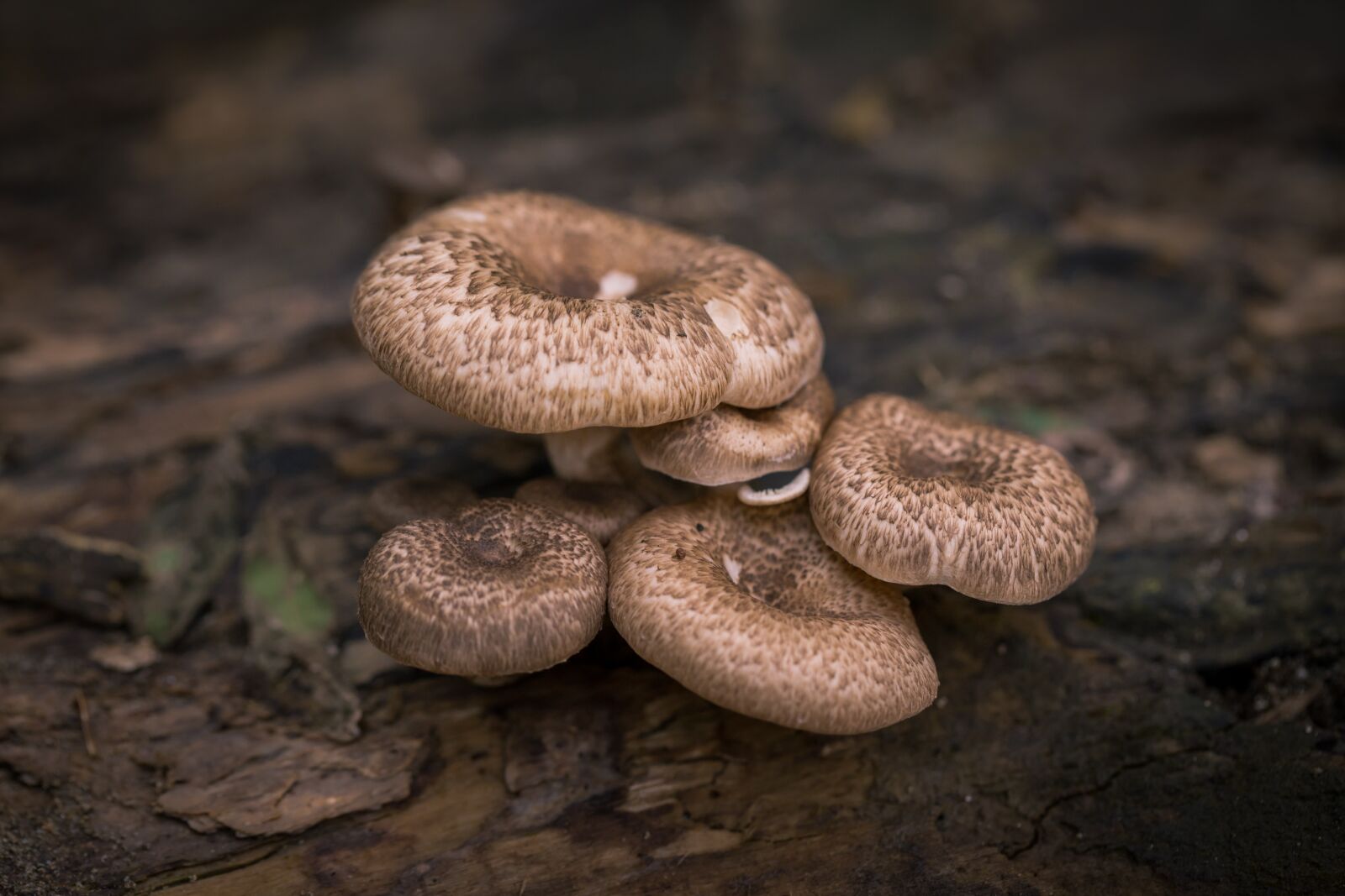Canon EF 100mm F2.8L Macro IS USM sample photo. Autumn, macro, mushrooms photography