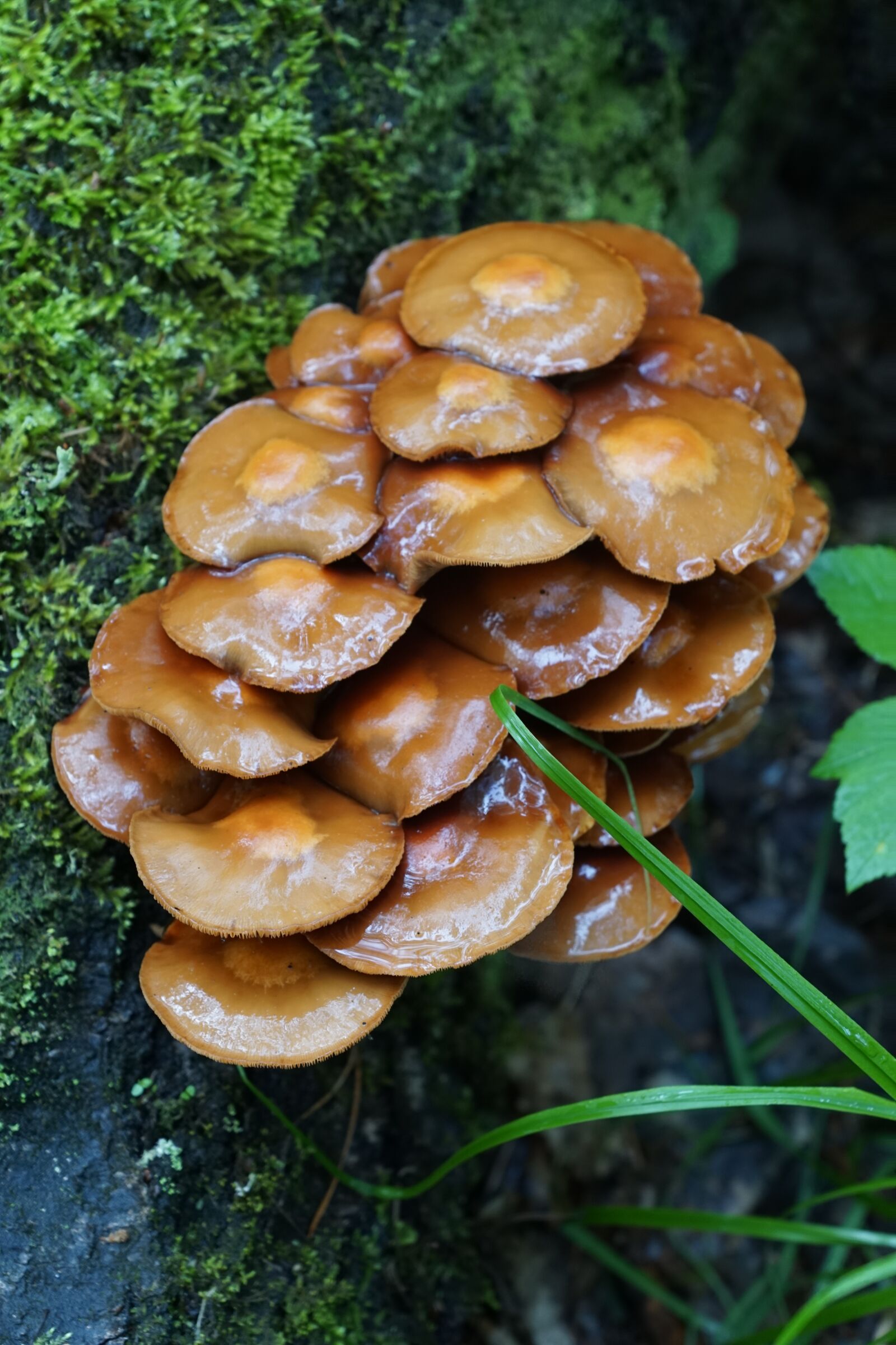 Sony ILCA-77M2 + Sony DT 16-50mm F2.8 SSM sample photo. Mushrooms, summer, forest photography