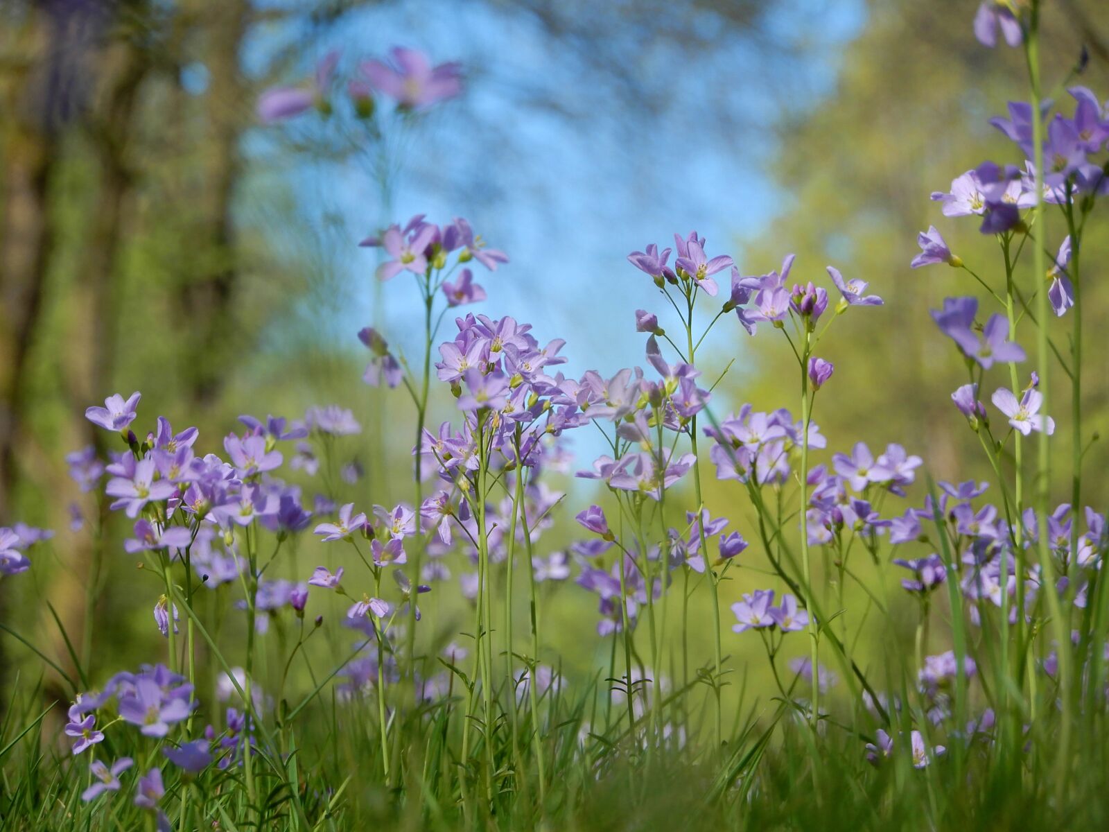 Nikon Coolpix A900 sample photo. Nature, cuckoo, flowers photography
