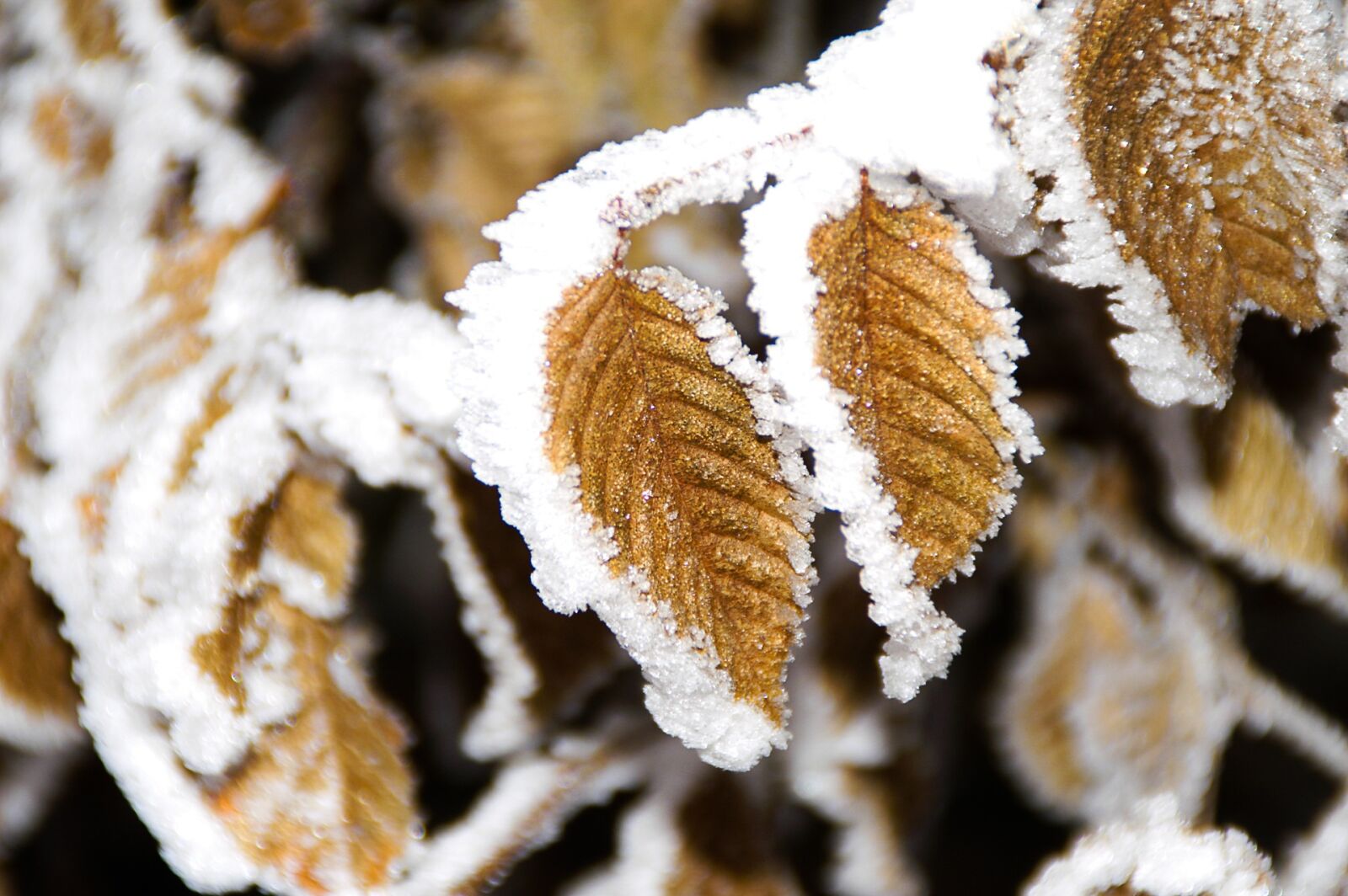 KONICA MINOLTA DYNAX 7D sample photo. Winter, jelly, leaf photography