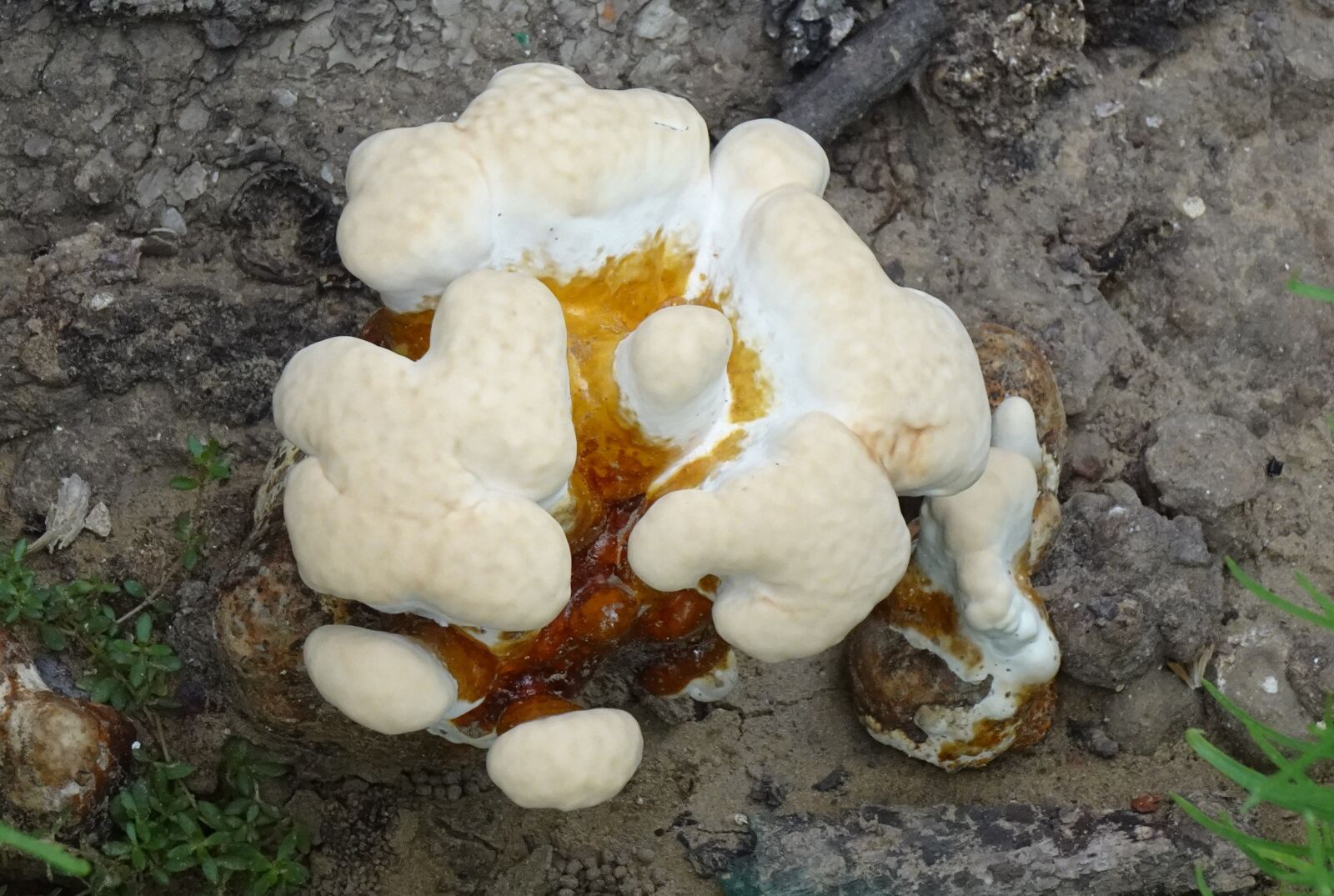 Sony DSC-WX800 sample photo. Fungus, mushroom, white photography