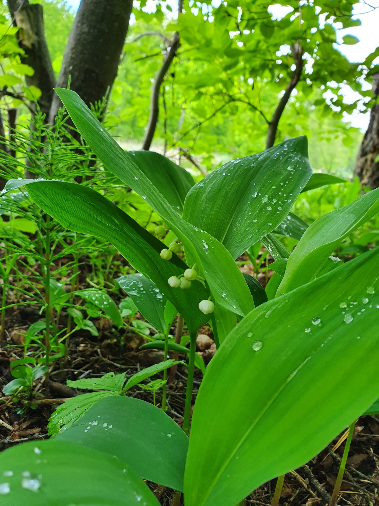 Samsung Galaxy S10 sample photo. Lily of the valley photography