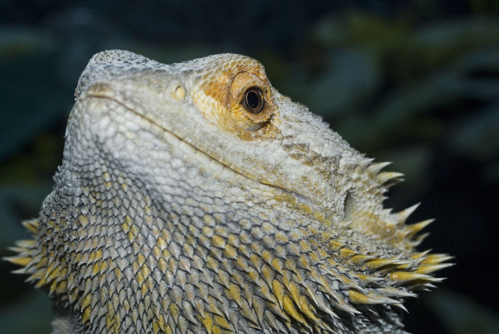Sony Alpha DSLR-A200 sample photo. The lizard, animal, gad photography