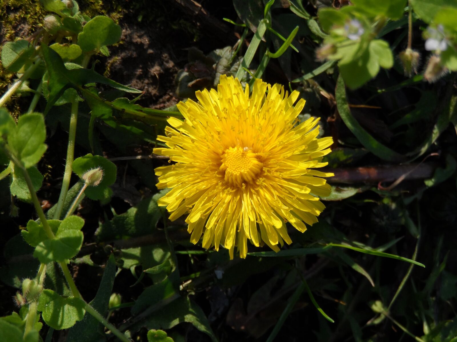 Samsung WB150 / WB150F / WB152 / WB152F / WB151 sample photo. Dandelion, blossom, bloom photography