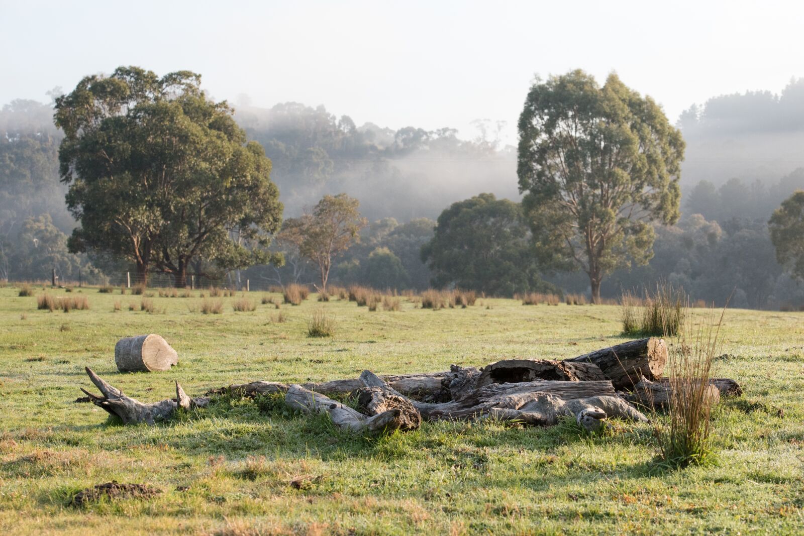 Nikon D750 sample photo. Log, wood, tree photography