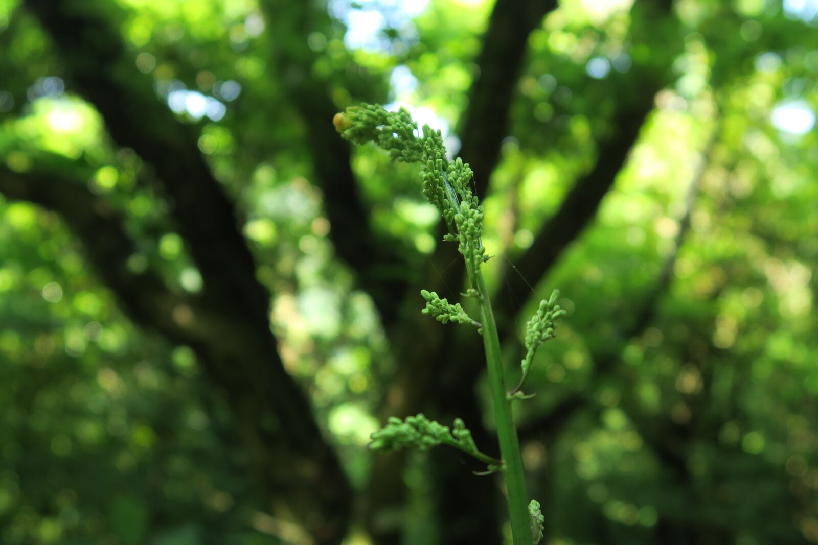 Canon PowerShot G7 X sample photo. The leaves, leaf, plant photography