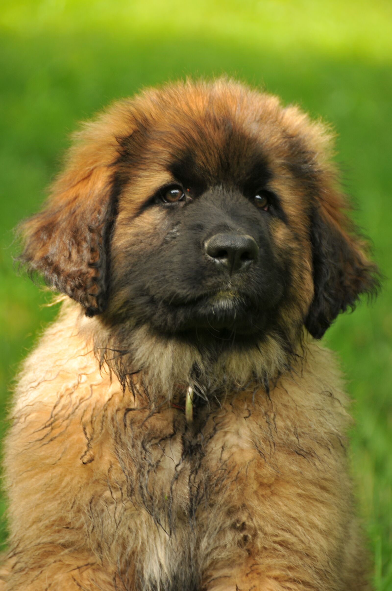 Nikon D300 sample photo. Leonberger, dog, puppy photography