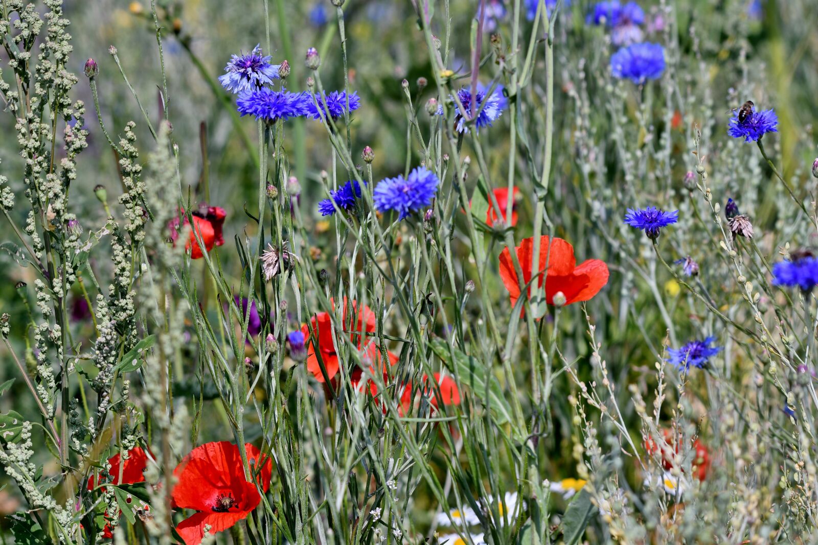 Nikon D500 sample photo. Cornflowers, poppies, grasses photography