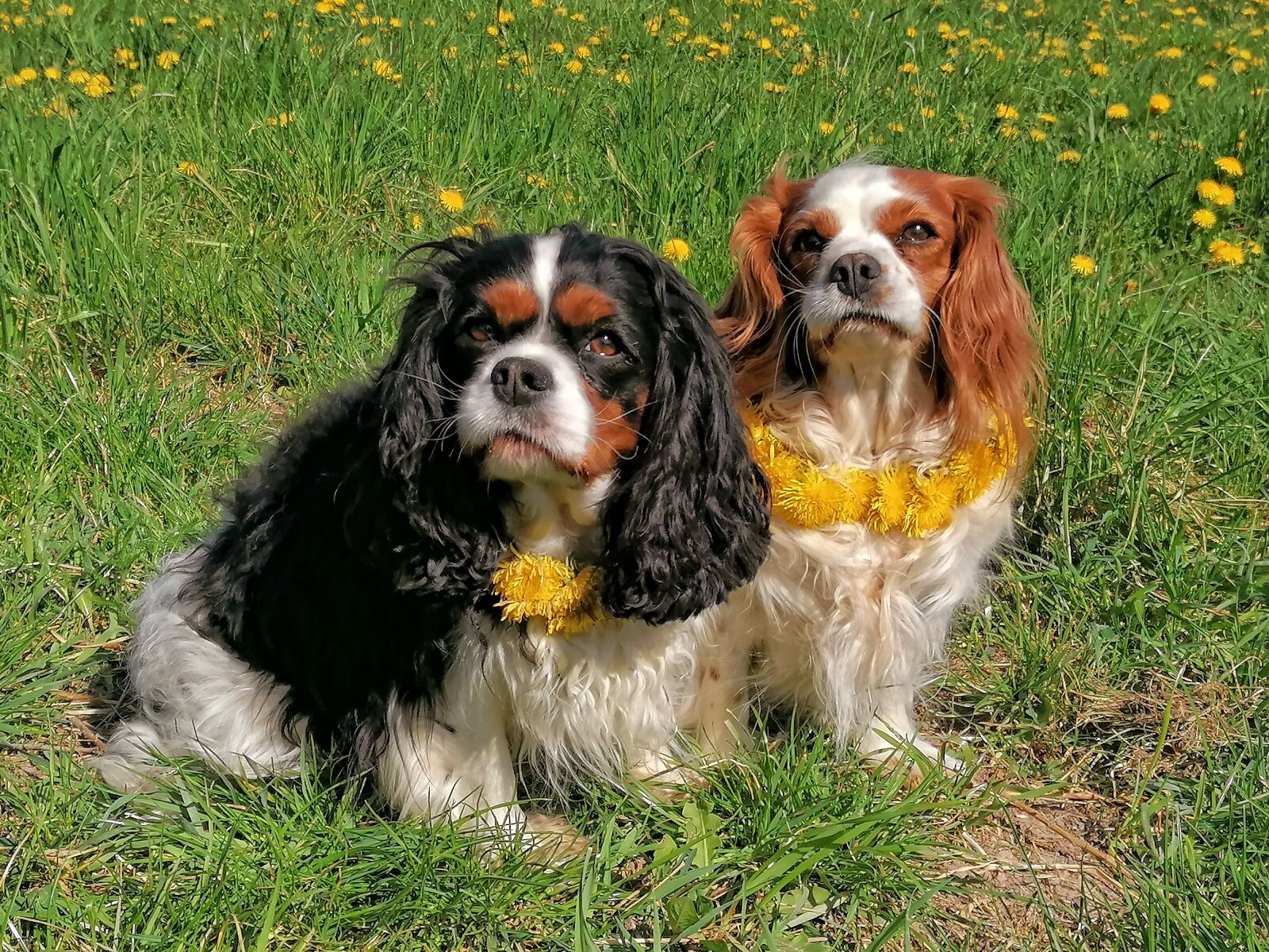 HUAWEI P30 LITE sample photo. Dogs, animal, pet photography