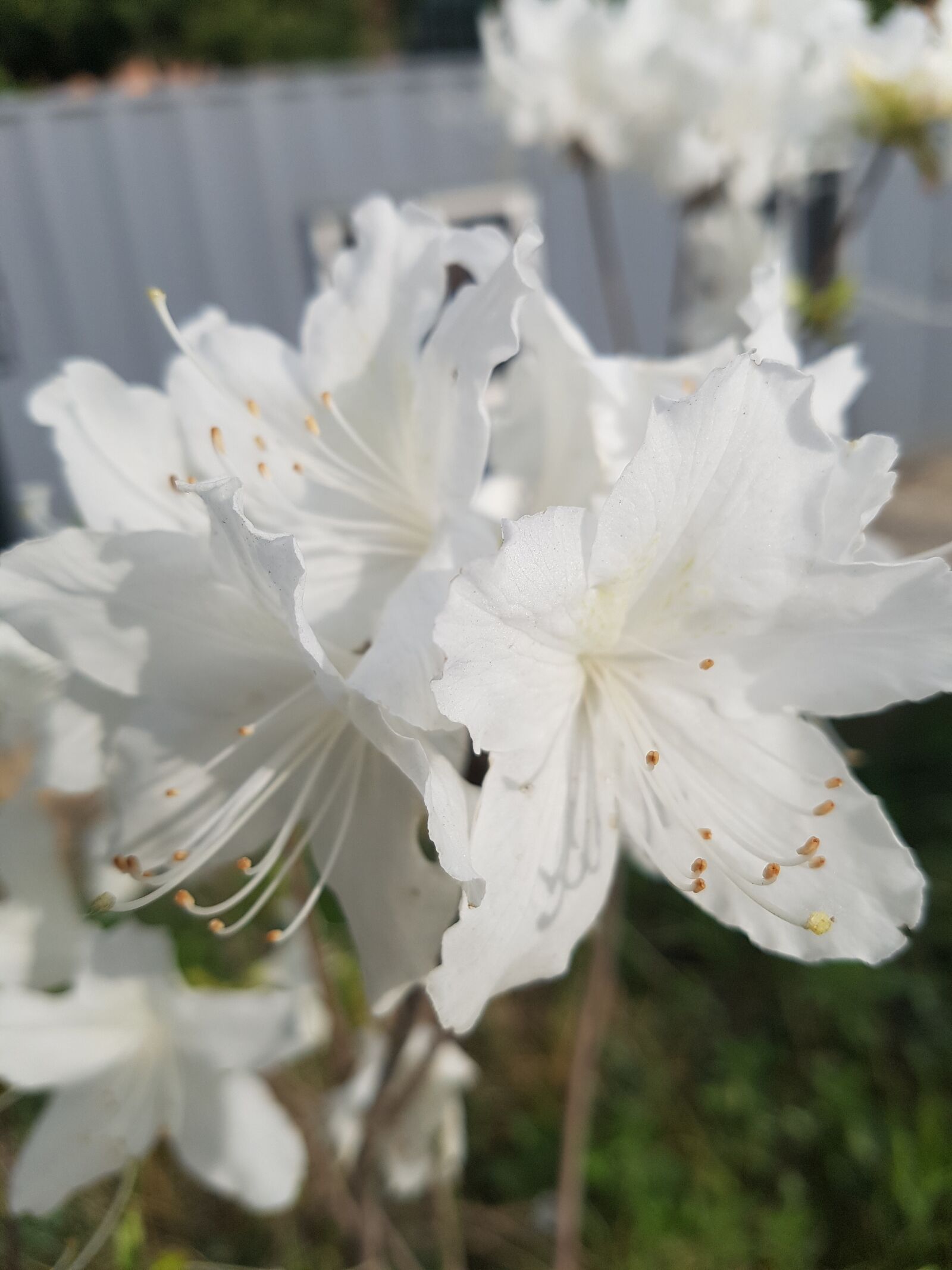 Samsung Galaxy S7 sample photo. White flower, beautiful flowers photography