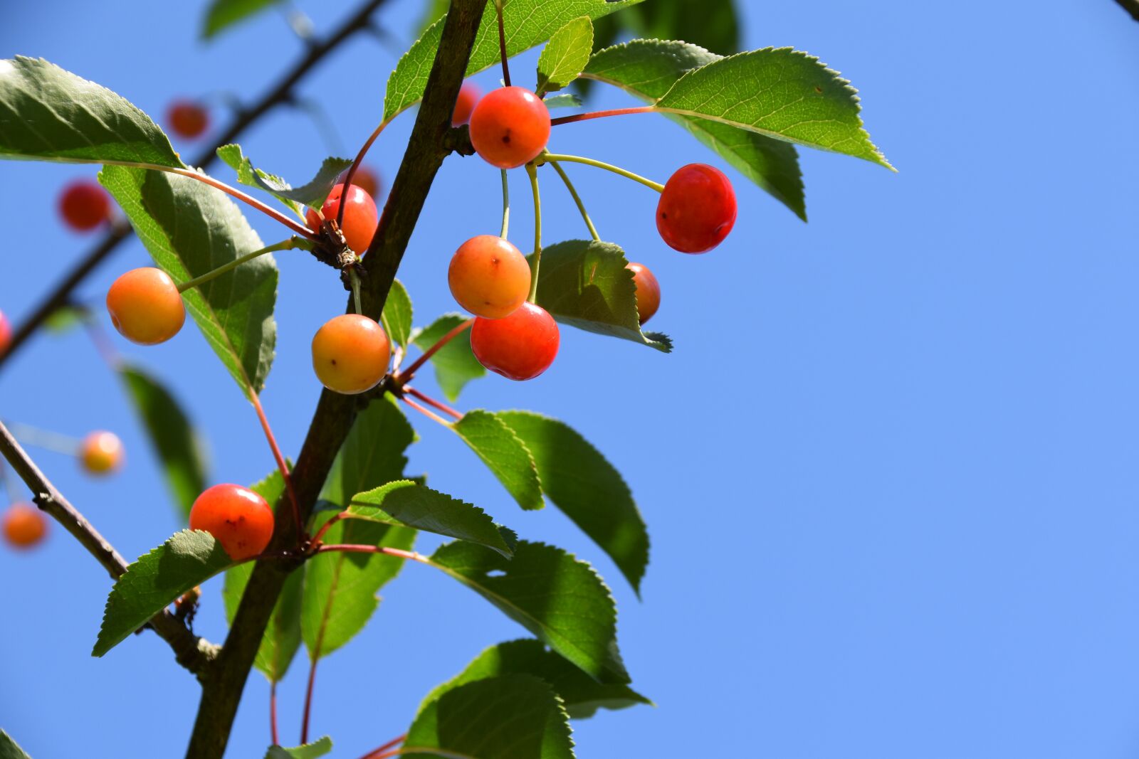 Nikon D5600 sample photo. Cherries, fruit, branch of photography