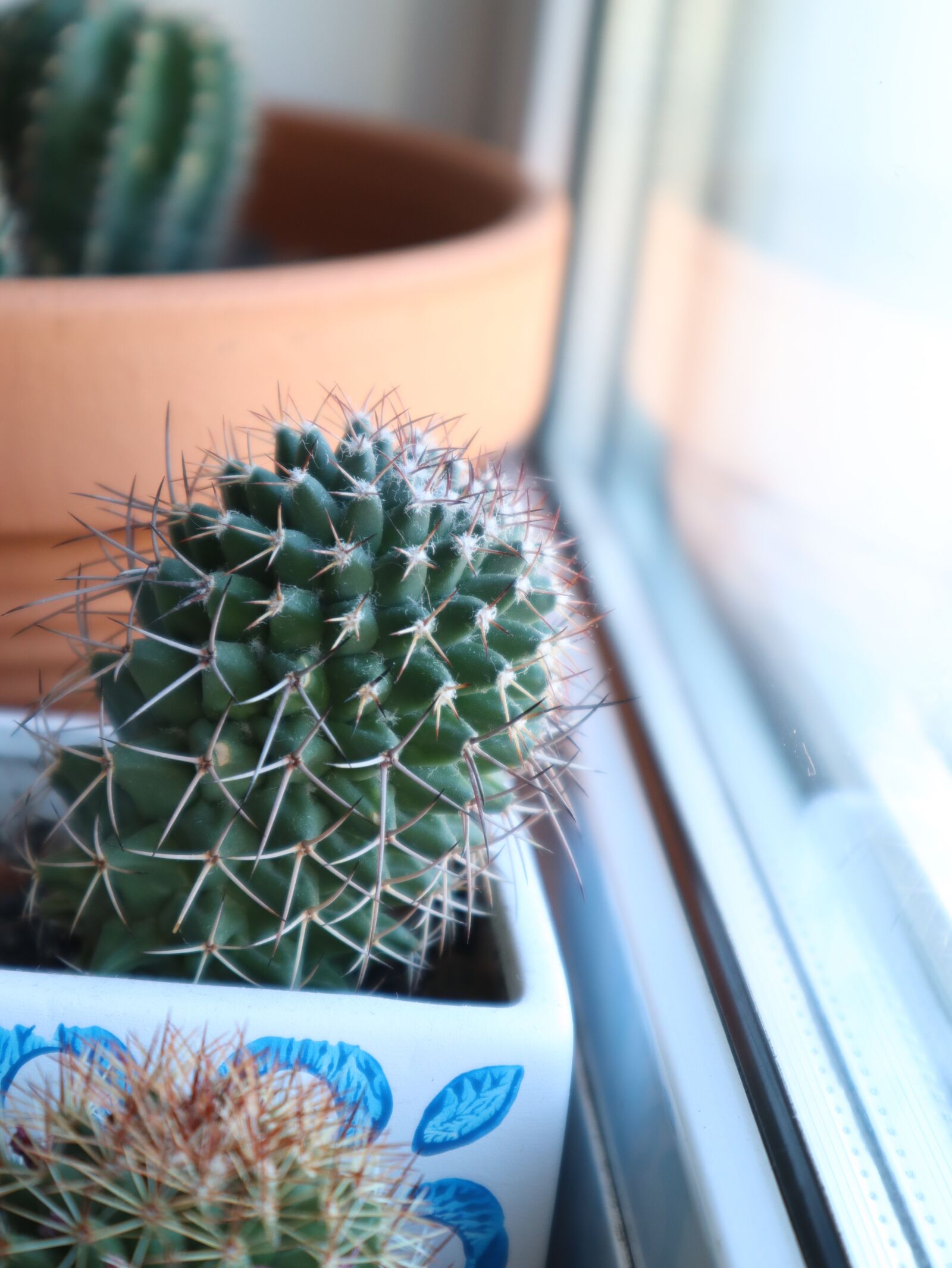 Canon EOS M50 (EOS Kiss M) sample photo. Cactus, barb, scratchy photography
