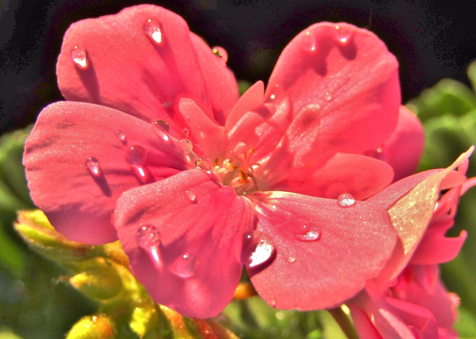 Canon POWERSHOT SX432 IS sample photo. Geranium, flower, drop of photography