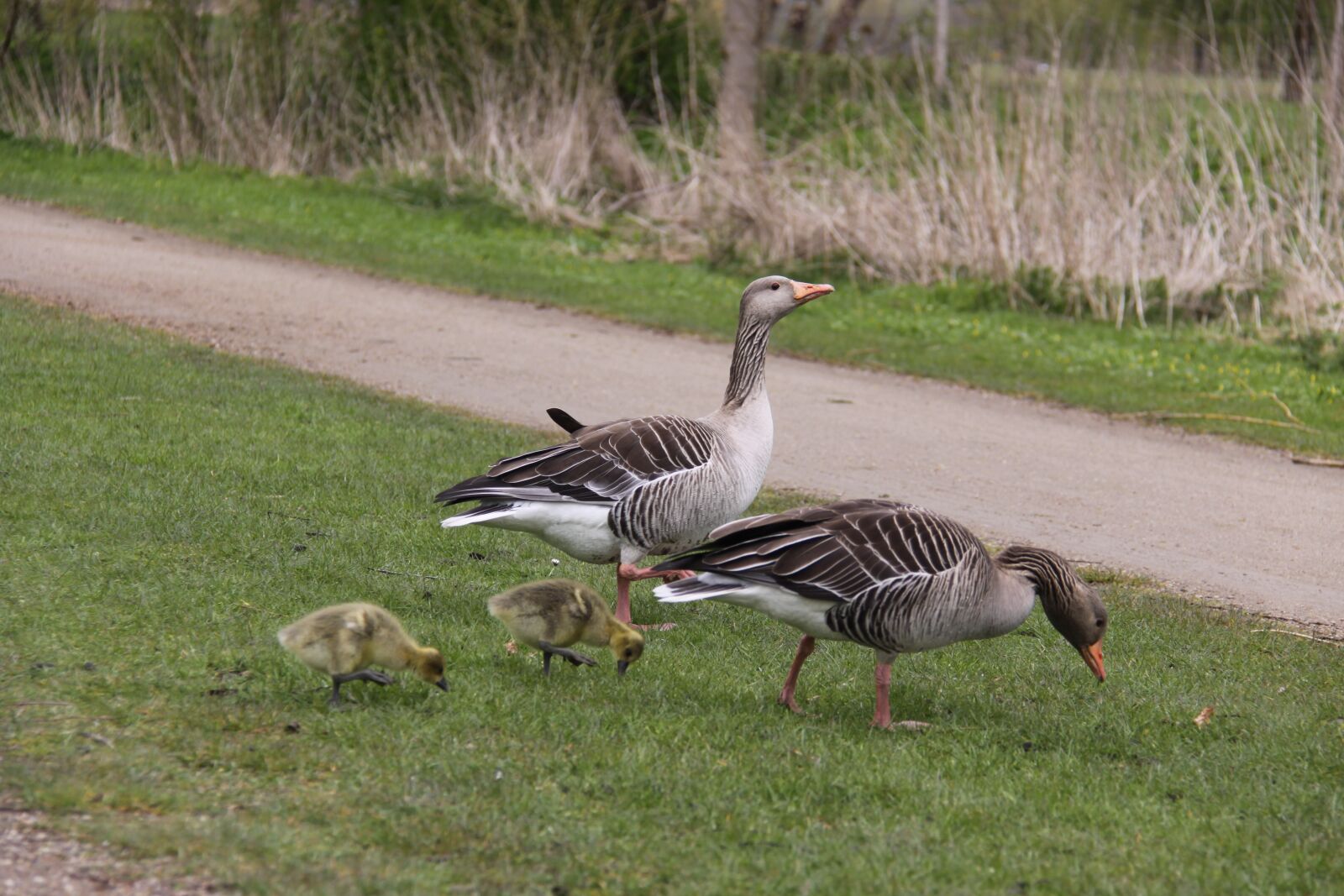 Canon EOS 50D sample photo. Geese, birds, family photography