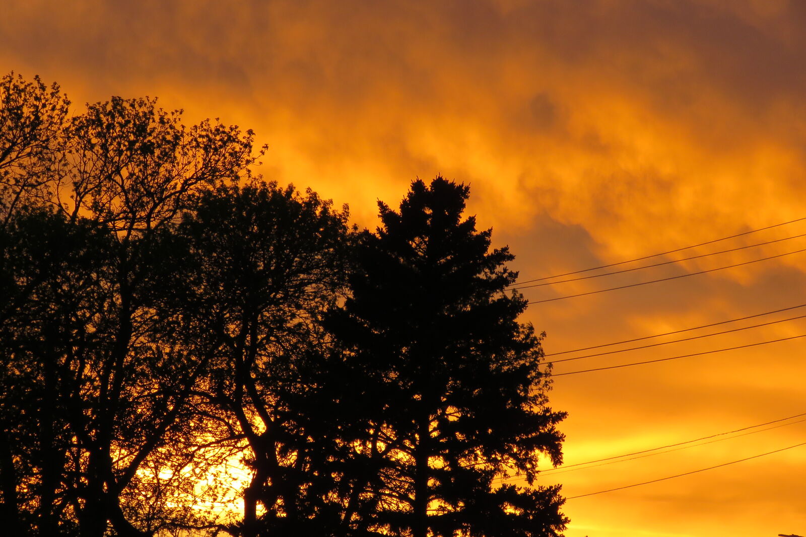 Canon PowerShot SX60 HS sample photo. Golden, sun, pine, tree photography