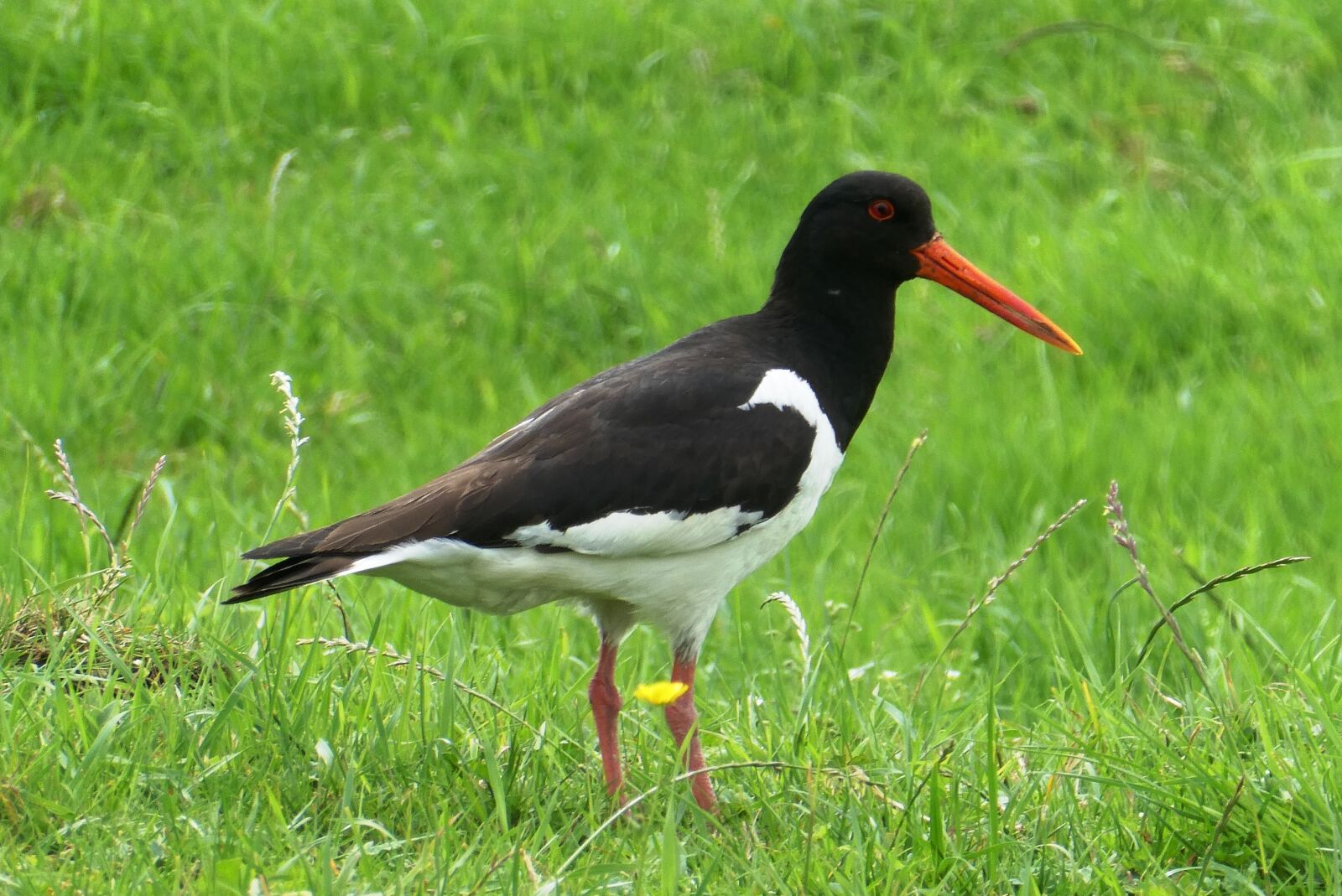 Panasonic Lumix DC-ZS70 (Lumix DC-TZ90) sample photo. Oystercatcher, pasture, bird photography