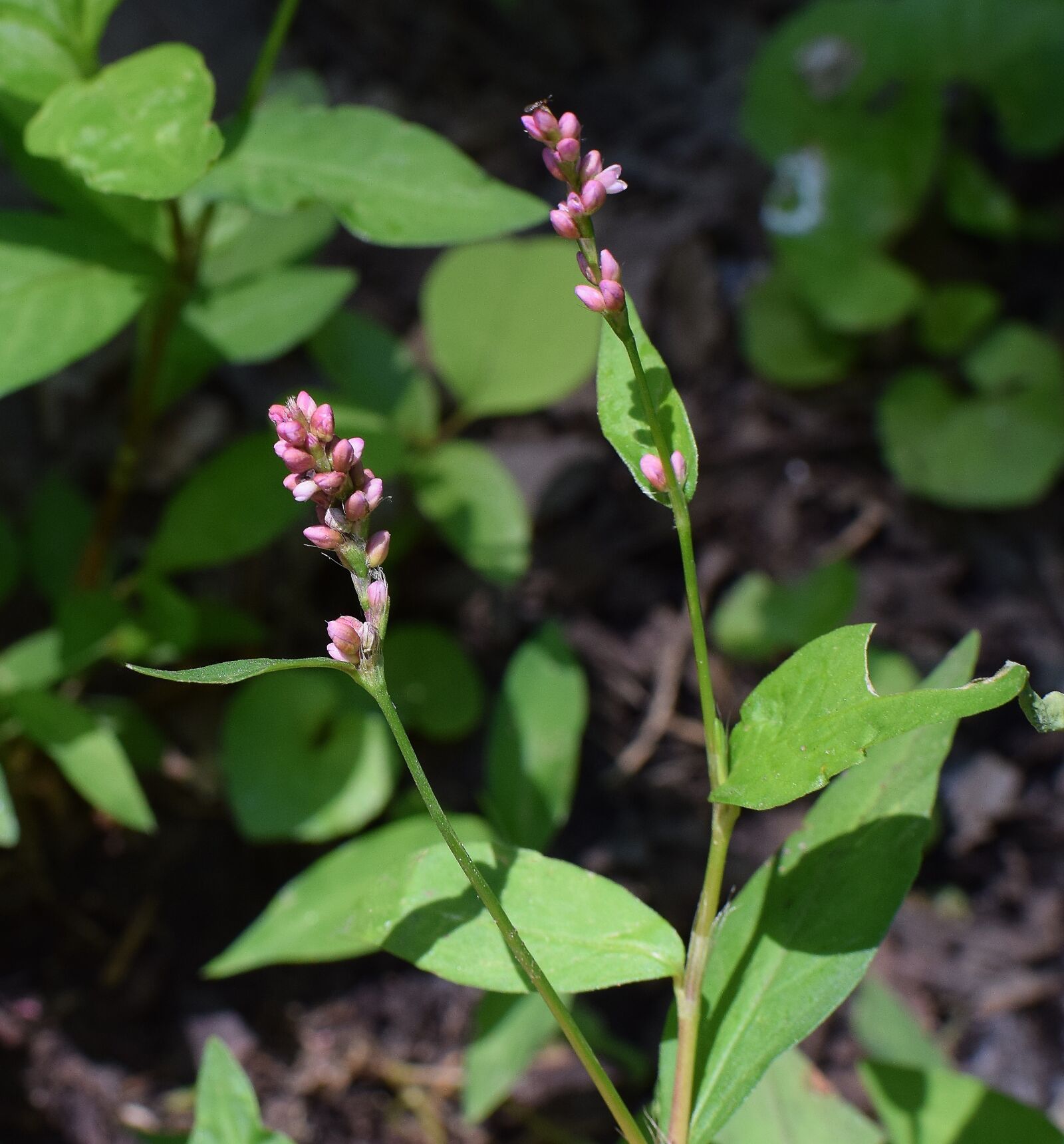 Nikon D3300 sample photo. Smartweed, knotweed, wildflower photography