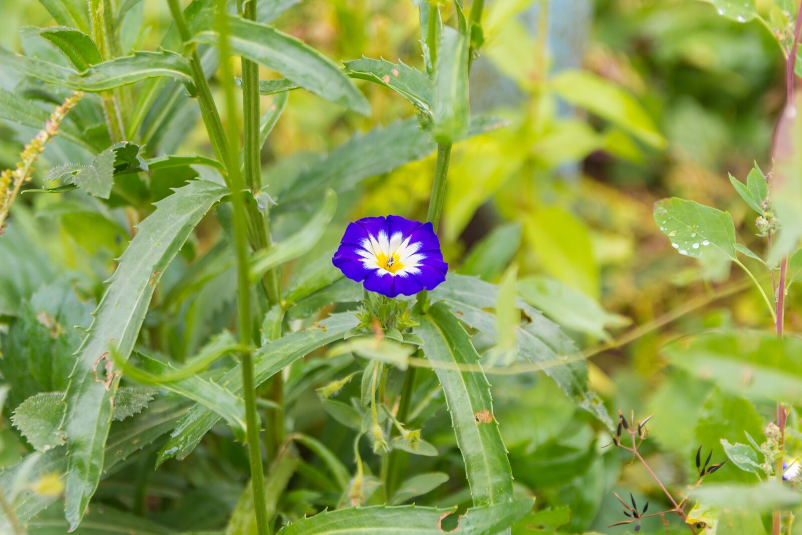 Nikon D7200 sample photo. Flowers, summer, nature photography