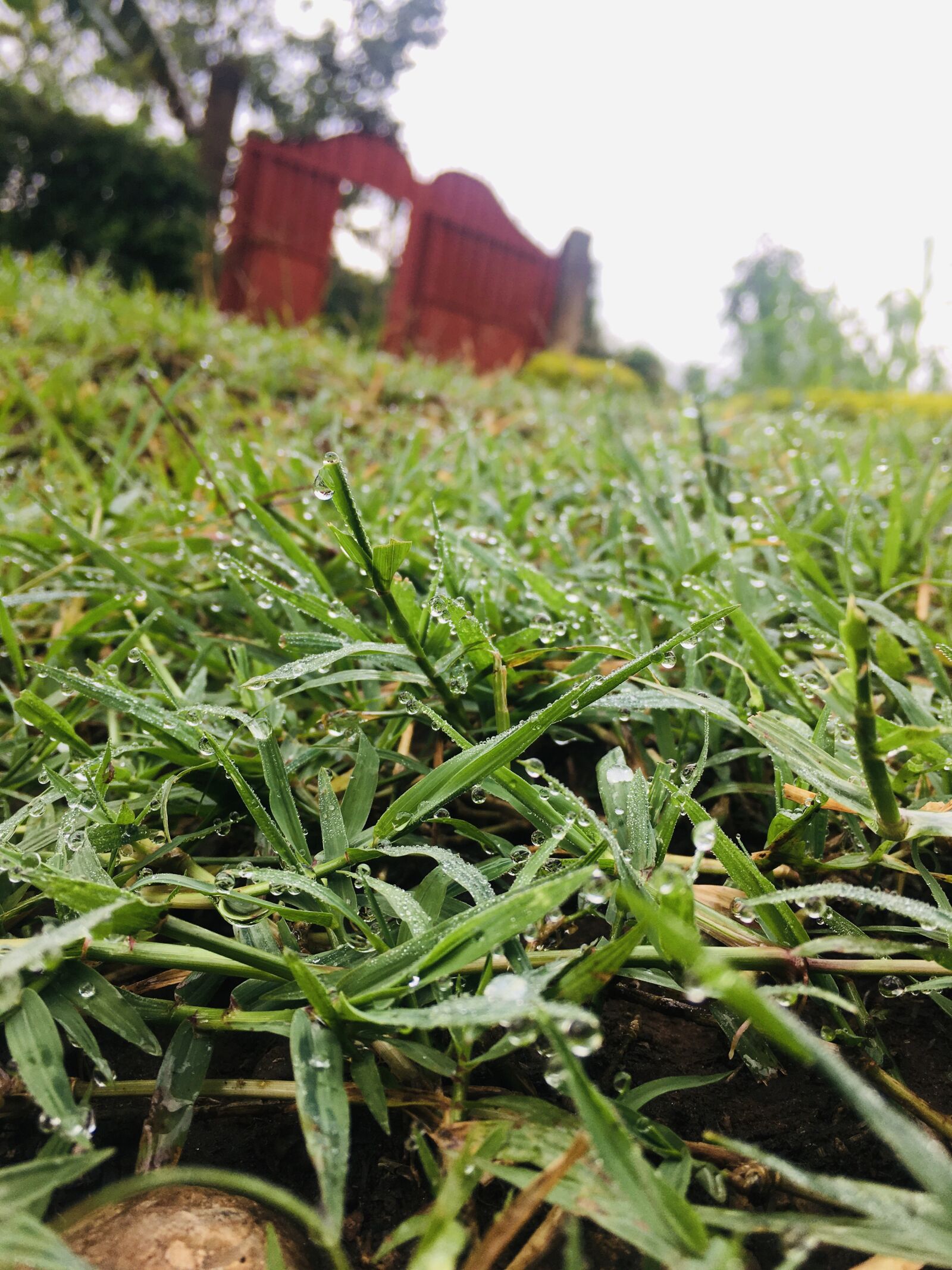 Apple iPhone 6s sample photo. Morning, wet, grass photography