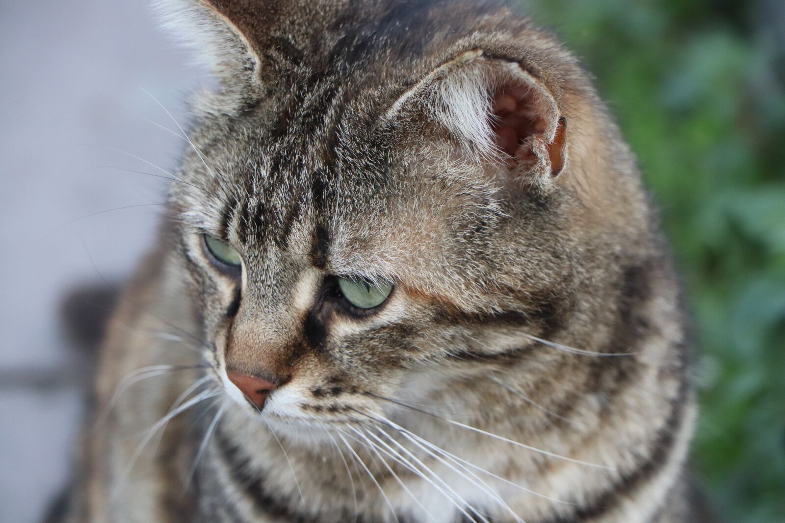 Canon EOS 77D (EOS 9000D / EOS 770D) sample photo. Cat, beautiful, animal photography