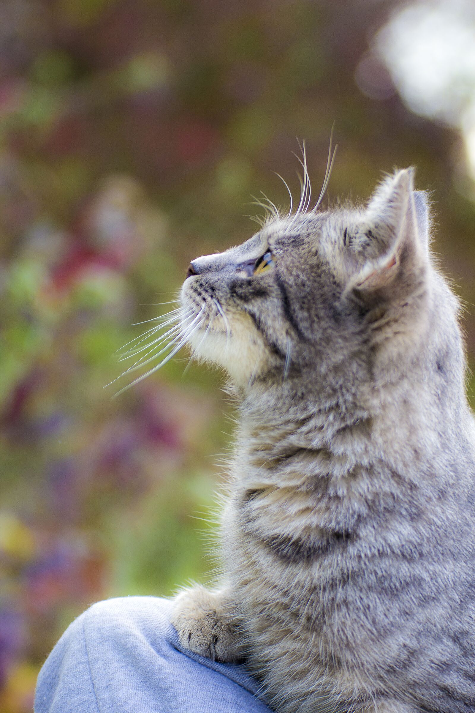 Canon EOS 600D (Rebel EOS T3i / EOS Kiss X5) sample photo. Domestic cat, cat, thoughtful photography