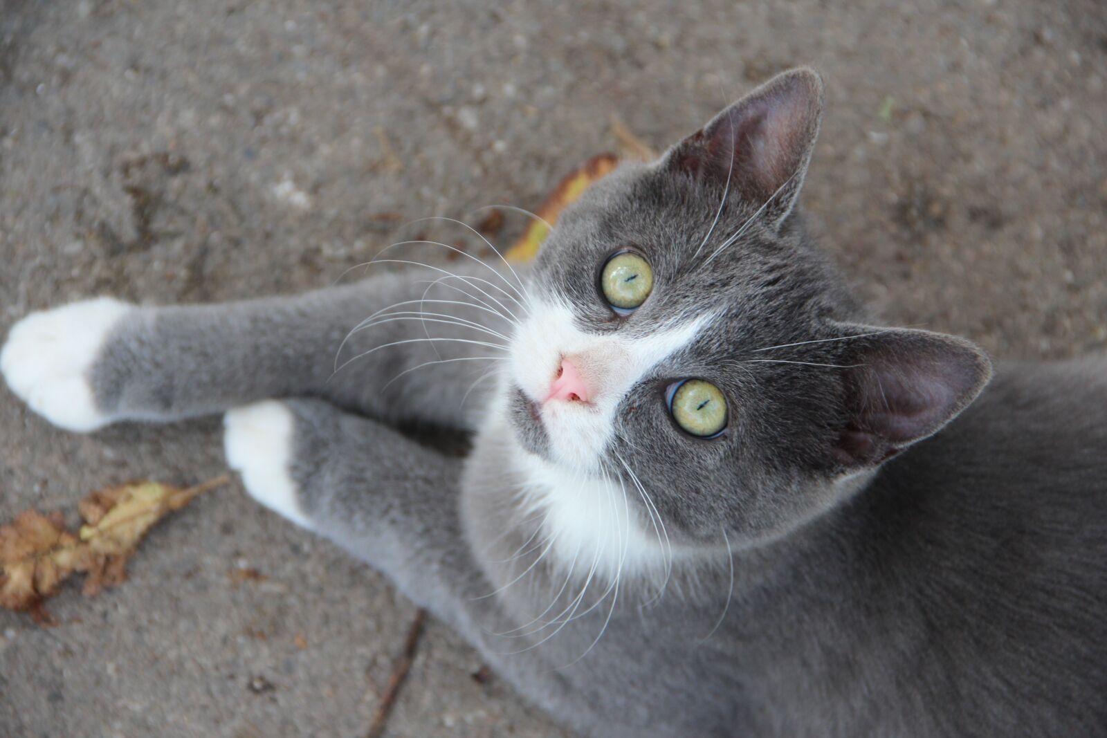 Canon EF-S 18-135mm F3.5-5.6 IS sample photo. Kater, mogli, katze photography