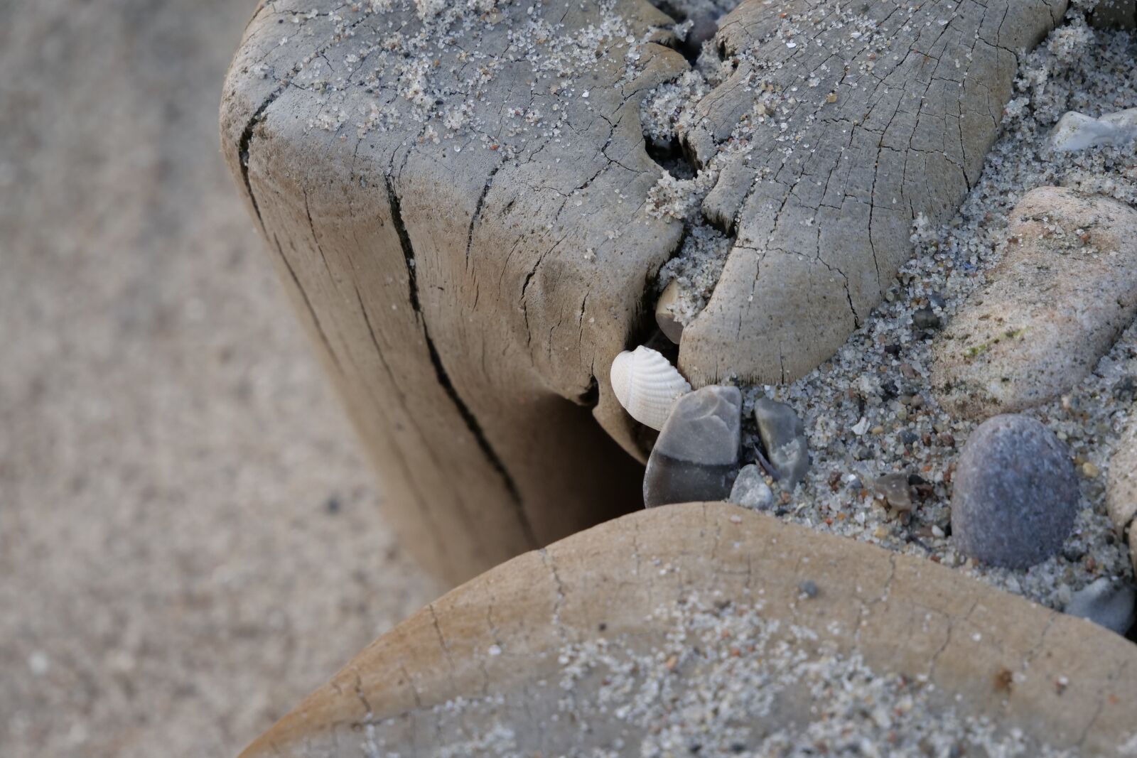 Panasonic Lumix DC-G9 sample photo. Groyne, breakwater, shell photography