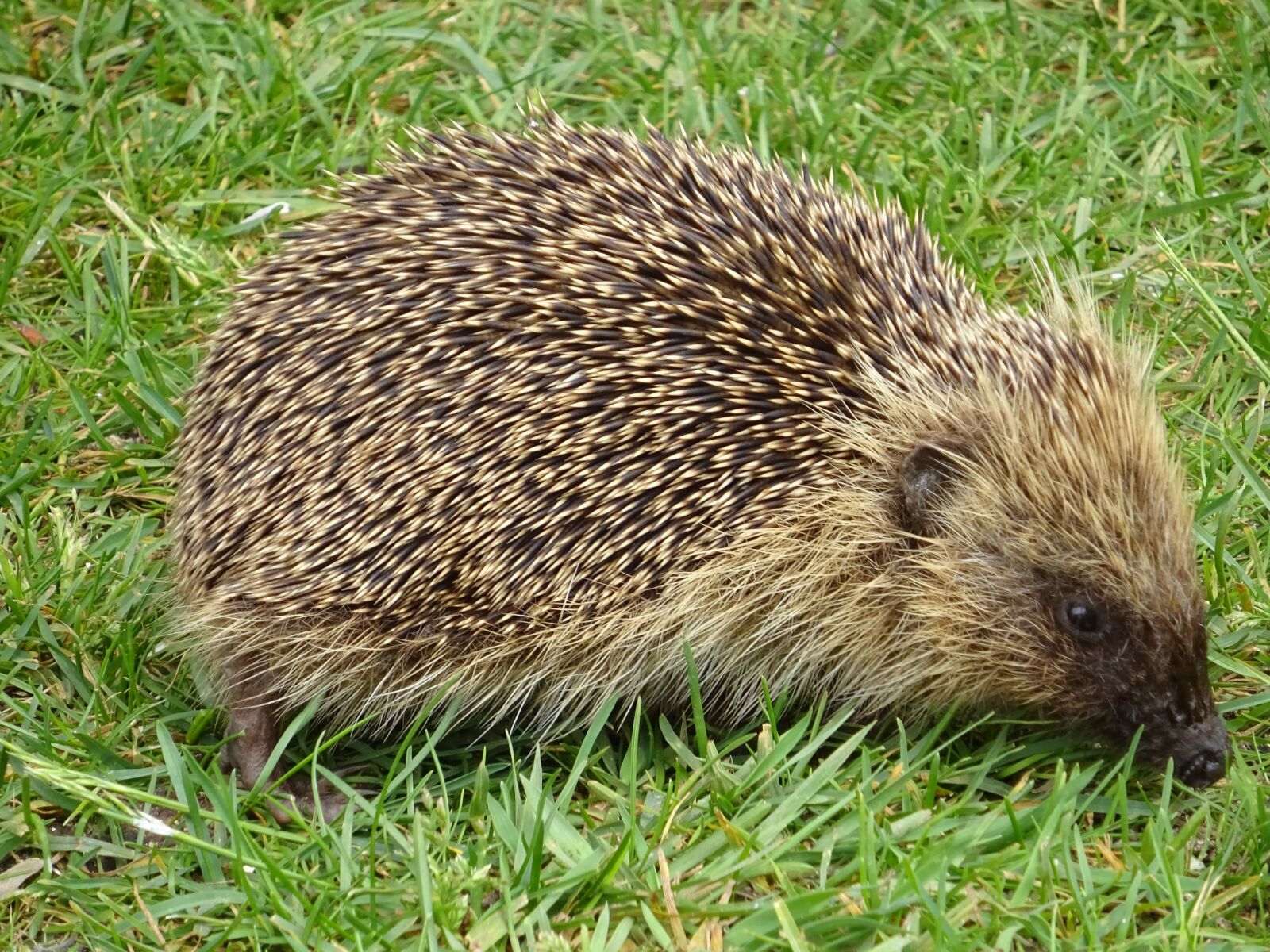 Sony Cyber-shot DSC-WX350 sample photo. Hedgehog, mammal, nature photography