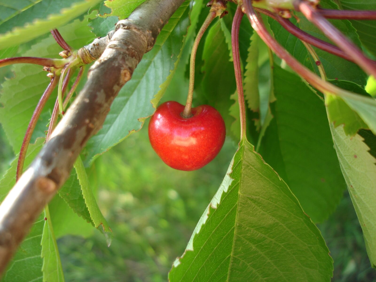 Sony DSC-W15 sample photo. Cherry, tree, fruit photography