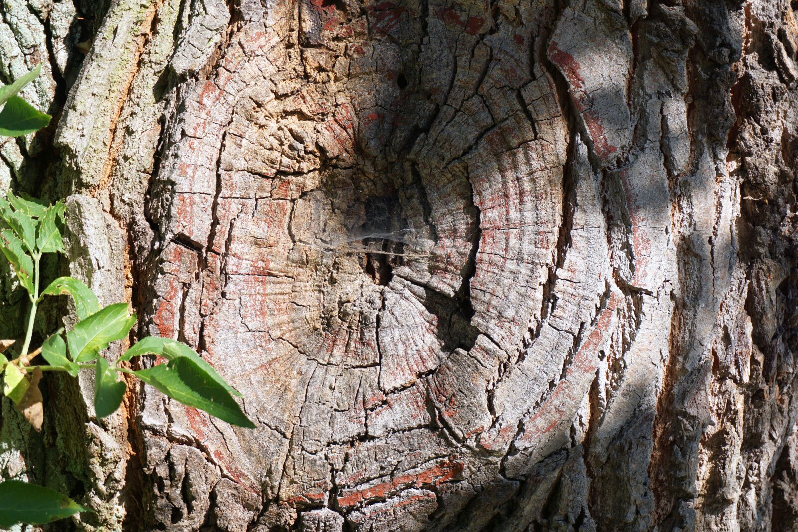 Sony a6000 sample photo. Tree, tribe, log photography