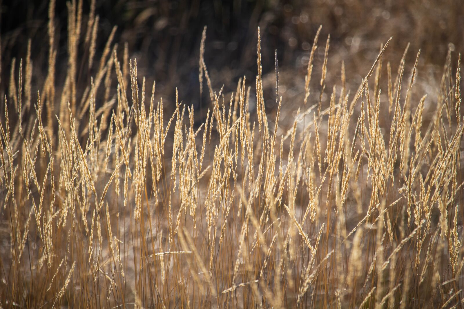 Canon EOS 100D (EOS Rebel SL1 / EOS Kiss X7) + Canon EF-S 55-250mm F4-5.6 IS STM sample photo. Dry grass, grass, autumn photography