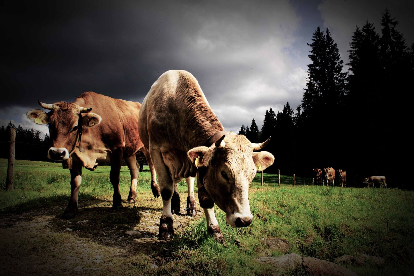 Canon EOS 600D (Rebel EOS T3i / EOS Kiss X5) sample photo. Cow, cows, allgäu photography